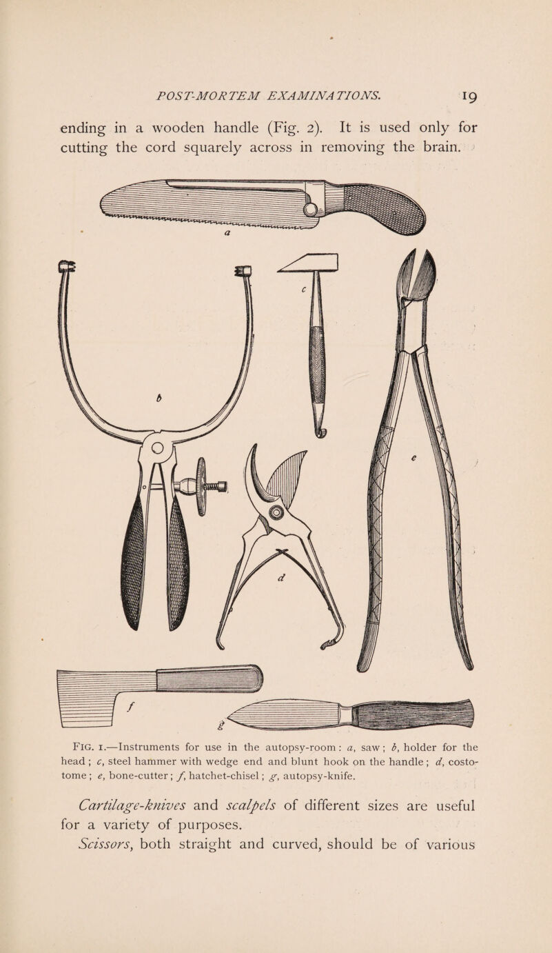 ending in a wooden handle (Fig. 2). It is used only for cutting the cord squarely across in removing the brain. Fig. 1.—Instruments for use in the autopsy-room: a, saw; b, holder for the head ; c, steel hammer with wedge end and blunt hook on the handle ; d, costo- tome ; e, bone-cutter ; f hatchet-chisel; g, autopsy-knife. Cartilage-knives and scalpels of different sizes are useful for a variety of purposes. Scissors, both straight and curved, should be of various