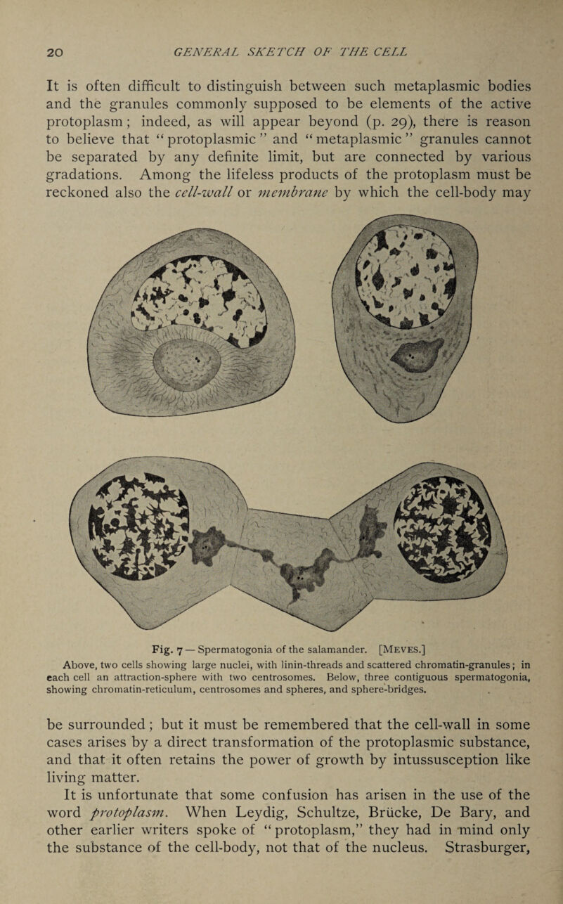 It is often difficult to distinguish between such metaplasmic bodies and the granules commonly supposed to be elements of the active protoplasm ; indeed, as will appear beyond (p. 29), there is reason to believe that “ protoplasmic ” and “ metaplasmic ” granules cannot be separated by any definite limit, but are connected by various gradations. Among the lifeless products of the protoplasm must be reckoned also the cell-wall or membrane by which the cell-body may Fig. 7 — Spermatogonia of the salamander. [Meves.] Above, two cells showing large nuclei, with linin-threads and scattered chromatin-granules ; in each cell an attraction-sphere with two centrosomes. Below, three contiguous spermatogonia, showing chromatin-reticulum, centrosomes and spheres, and sphere-bridges. be surrounded; but it must be remembered that the cell-wall in some cases arises by a direct transformation of the protoplasmic substance, and that it often retains the power of growth by intussusception like living matter. It is unfortunate that some confusion has arisen in the use of the word protoplasm. When Leydig, Schultze, Briicke, De Bary, and other earlier writers spoke of “ protoplasm,” they had in mind only the substance of the cell-body, not that of the nucleus. Strasburger,