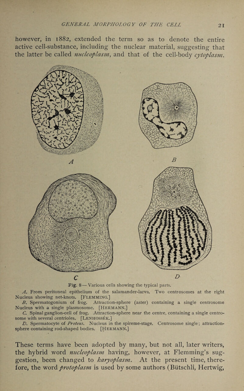 however, in 1882, extended the term so as to denote the entire active cell-substance, including the nuclear material, suggesting that the latter be called nucleoplasm, and that of the cell-body cytoplasm. A B C D Fig. 8 — Various cells showing the typical parts. A. From peritoneal epithelium of the salamander-larva. Two centrosomes at the right Nucleus showing net-knots. [FLEMMING.] B. Spermatogonium of frog. Attraction-sphere (aster) containing a single centrosome Nucleus with a single plasmosome. [Hermann.] C. Spinal ganglion-cell of frog. Attraction-sphere near the centre, containing a single centro¬ some with several centrioles. [LENHOSSEK.] D. Spermatocyte of Proteus. Nucleus in the spireme-stage. Centrosome single; attraction- sphere containing rod-shaped bodies. [Hermann.] These terms have been adopted by many, but not all, later writers, the hybrid word nucleoplasm having, however, at Flemming’s sug¬ gestion, been changed to karyoplasm. At the present time, there¬ fore, the word protoplasm is used by some authors (Biitschli, Hertwig,