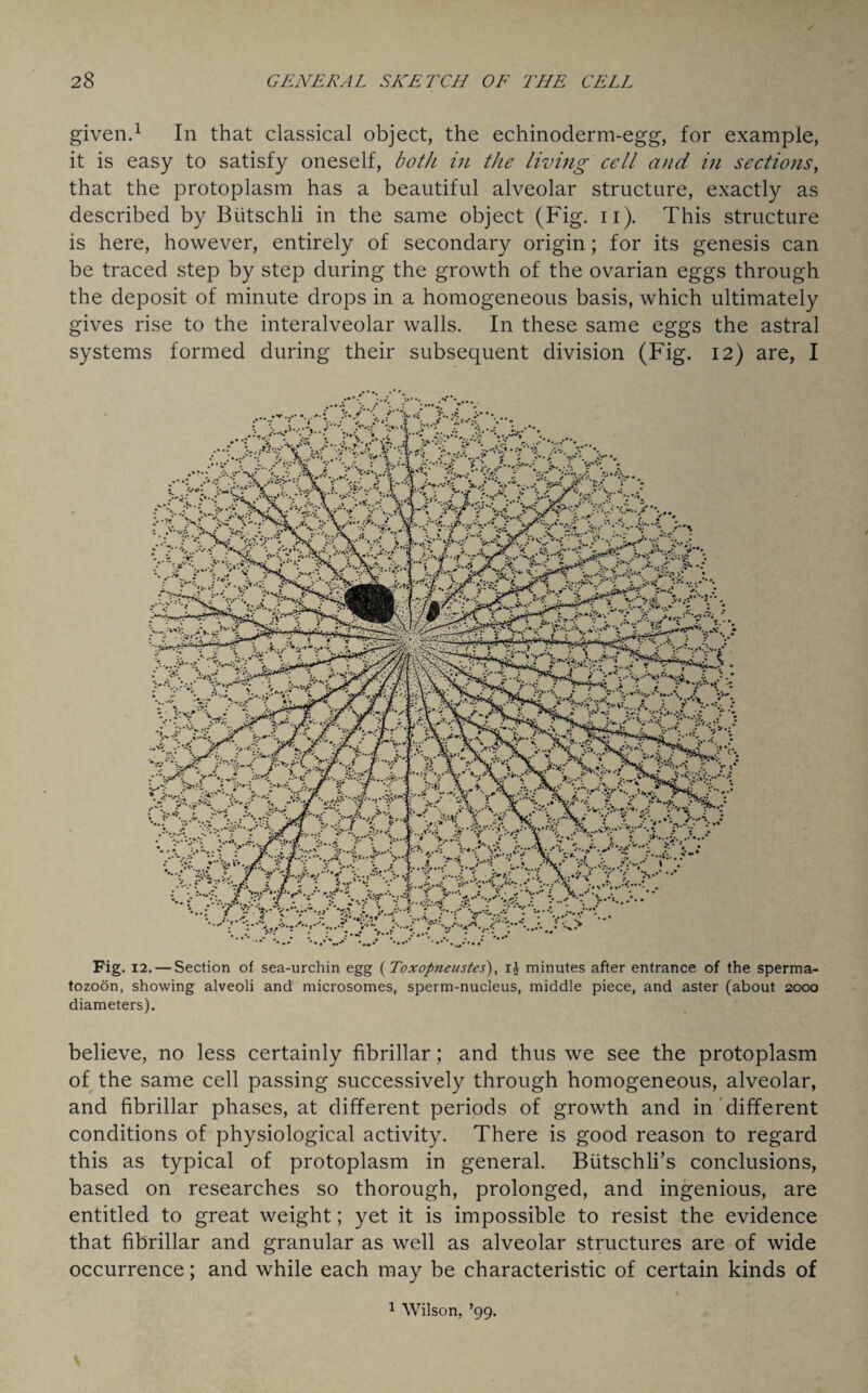 y 28 GENERAL SKETCH OF THE CELL given.1 In that classical object, the echinoderm-egg, for example, it is easy to satisfy oneself, both in the living cell and in sections, that the protoplasm has a beautiful alveolar structure, exactly as described by Biitschli in the same object (Fig. n). This structure is here, however, entirely of secondary origin; for its genesis can be traced step by step during the growth of the ovarian eggs through the deposit of minute drops in a homogeneous basis, which ultimately gives rise to the interalveolar walls. In these same eggs the astral systems formed during their subsequent division (Fig. 12) are, I Fig. 12. — Section of sea-urchin egg (Toxopneustes), i£ minutes after entrance of the sperma¬ tozoon, showing alveoli and microsomes, sperm-nucleus, middle piece, and aster (about 2000 diameters). believe, no less certainly fibrillar; and thus we see the protoplasm of the same cell passing successively through homogeneous, alveolar, and fibrillar phases, at different periods of growth and in different conditions of physiological activity. There is good reason to regard this as typical of protoplasm in general. Biitschli’s conclusions, based on researches so thorough, prolonged, and ingenious, are entitled to great weight; yet it is impossible to resist the evidence that fibrillar and granular as well as alveolar structures are of wide occurrence; and while each may be characteristic of certain kinds of \ 1 Wilson, ’99.