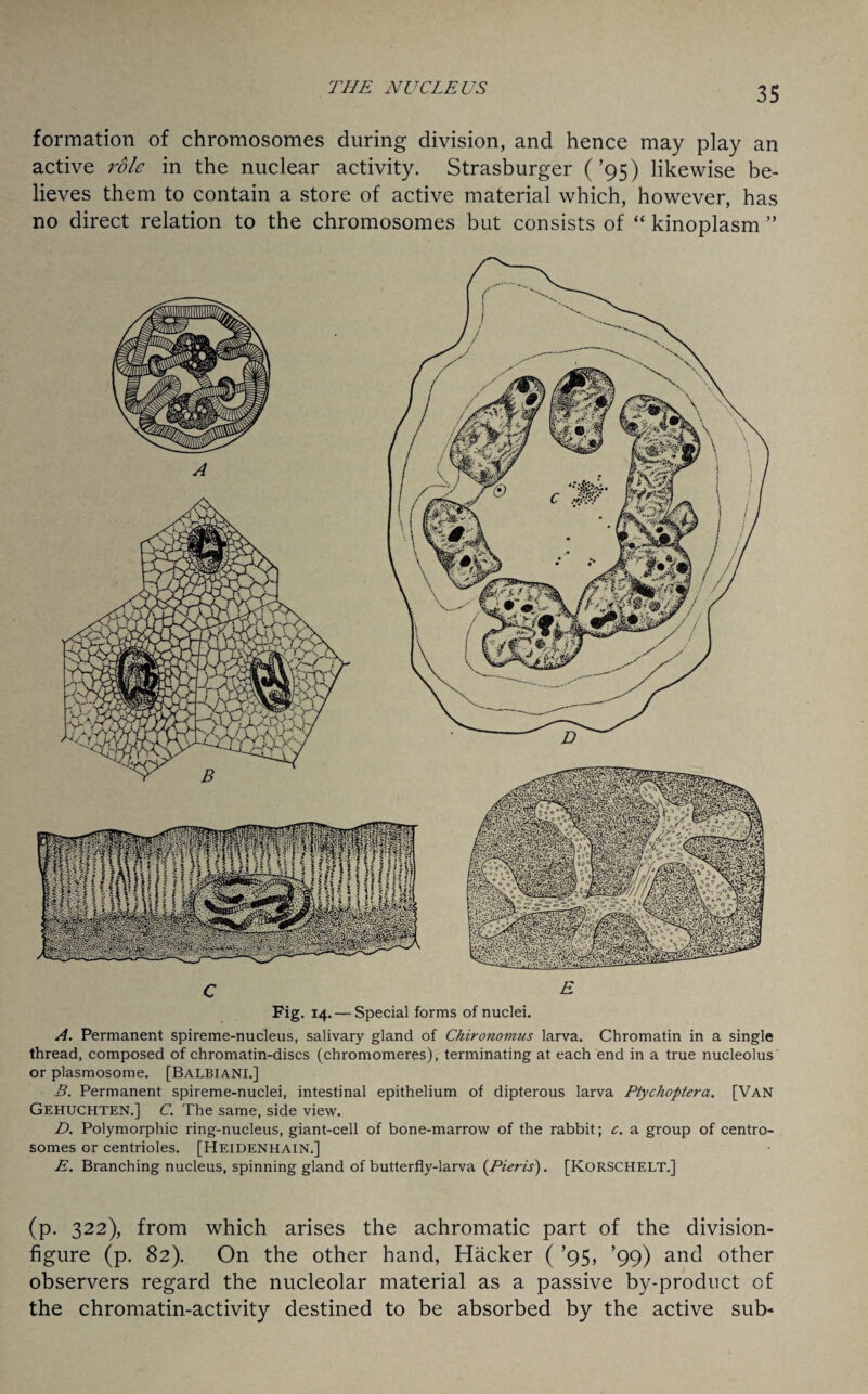 formation of chromosomes during division, and hence may play an active role in the nuclear activity. Strasburger (’95) likewise be¬ lieves them to contain a store of active material which, however, has no direct relation to the chromosomes but consists of “ kinoplasm ” C E Fig. 14. — Special forms of nuclei. A. Permanent spireme-nucleus, salivary gland of Chironomus larva. Chromatin in a single thread, composed of chromatin-discs (chromomeres), terminating at each end in a true nucleolus or plasmosome. [Balbiani.] B. Permanent spireme-nuclei, intestinal epithelium of dipterous larva Ptychoptera. [Van Gehuchten.] C. The same, side view. D. Polymorphic ring-nucleus, giant-cell of bone-marrow of the rabbit; c. a group of centro- somes or centrioles. [Heidenhain.] E. Branching nucleus, spinning gland of butterfly-larva (Pieris). [KORSCHELT.] (p. 322), from which arises the achromatic part of the division- figure (p. 82). On the other hand, Hacker ( ’95, ’99) and other observers regard the nucleolar material as a passive by-product of the chromatin-activity destined to be absorbed by the active sub-