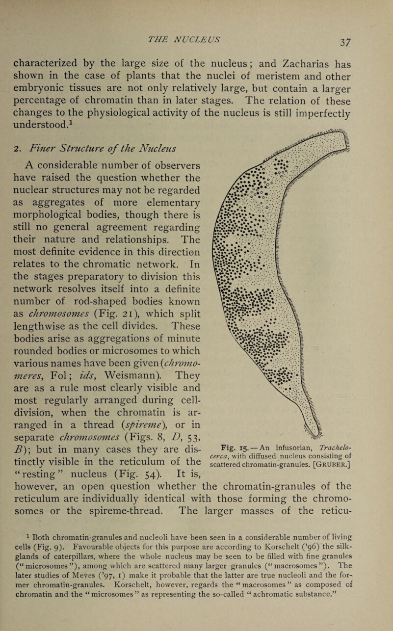 characterized by the large size of the nucleus; and Zacharias has shown in the case of plants that the nuclei of meristem and other embryonic tissues are not only relatively large, but contain a larger percentage of chromatin than in later stages. The relation of these changes to the physiological activity of the nucleus is still imperfectly understood.1 2. Finer Structure of the Nucleus A considerable number of observers have raised the question whether the nuclear structures may not be regarded as aggregates of more elementary morphological bodies, though there is still no general agreement regarding their nature and relationships. The most definite evidence in this direction relates to the chromatic network. In the stages preparatory to division this network resolves itself into a definite number of rod-shaped bodies known as chromosomes (Fig. 21), which split lengthwise as the cell divides. These bodies arise as aggregations of minute rounded bodies or microsomes to which various names have been given {chromo- meres, Fol; ids, Weismann). They are as a rule most clearly visible and most regularly arranged during cell- division, when the chromatin is ar¬ ranged in a thread {spireme), or in separate chromosomes (Figs. 8, D, 53, B); but in many cases they are dis¬ tinctly visible in the reticulum of the “ resting ” nucleus (Fig. 54). It is, however, an open question whether the chromatin-granules of the reticulum are individually identical with those forming the chromo¬ somes or the spireme-thread. The larger masses of the reticu- Fig. 15- — An infusorian, Trachelo- cerca, with diffused nucleus consisting of scattered chromatin-granules. [GRUBER.] 1 Both chromatin-granules and nucleoli have been seen in a considerable number of living cells (Fig. 9). Favourable objects for this purpose are according to Korschelt (’96) the silk- glands of caterpillars, where the whole nucleus may be seen to be filled with fine granules (“microsomes”), among which are scattered many larger granules (“ macrosomes ”). The later studies of Meves (’97, 1) make it probable that the latter are true nucleoli and the for¬ mer chromatin-granules. Korschelt, however, regards the “ macrosomes ” as composed of chromatin and the “ microsomes ” as representing the so-called “ achromatic substance.”