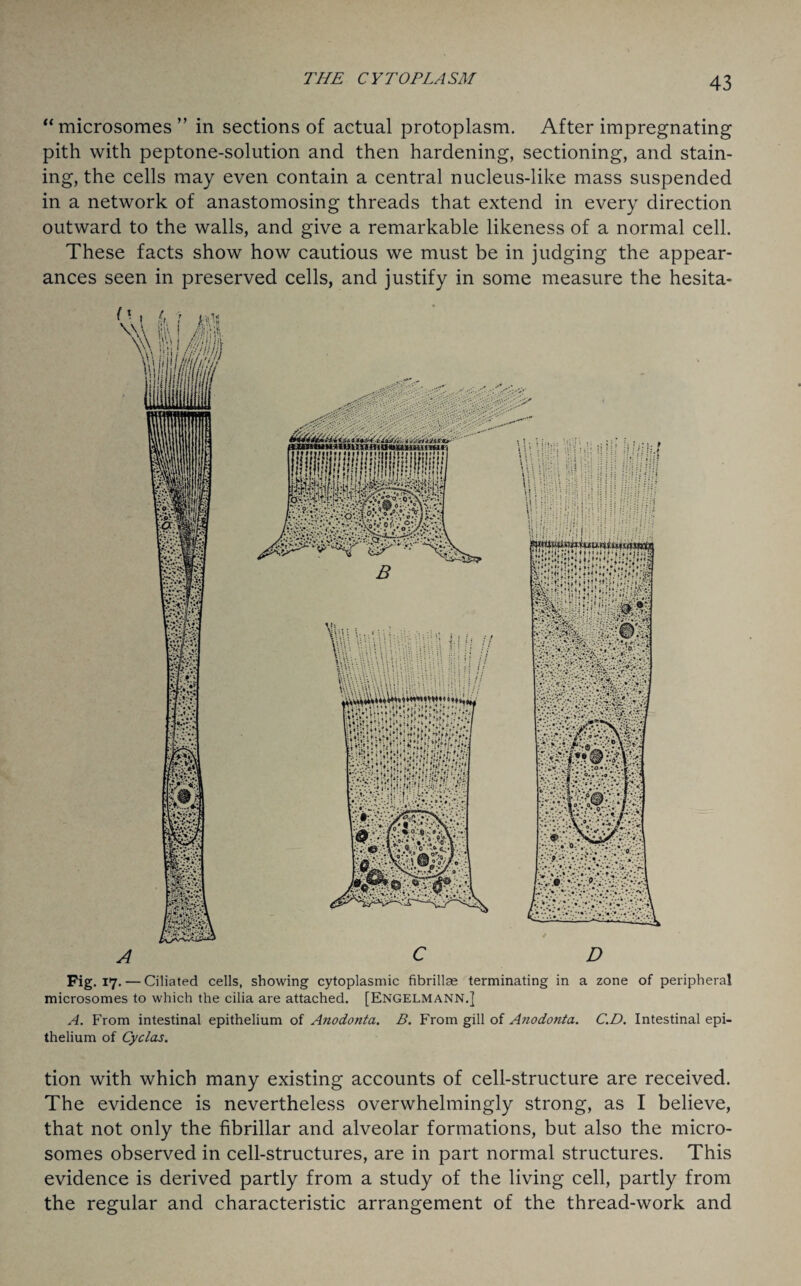 “microsomes ” in sections of actual protoplasm. After impregnating pith with peptone-solution and then hardening, sectioning, and stain¬ ing, the cells may even contain a central nucleus-like mass suspended in a network of anastomosing threads that extend in every direction outward to the walls, and give a remarkable likeness of a normal cell. These facts show how cautious we must be in judging the appear¬ ances seen in preserved cells, and justify in some measure the hesita- Fig. 17. — Ciliated cells, showing cytoplasmic fibrillae terminating in a zone of peripheral microsomes to which the cilia are attached. [Engelmann.] A. From intestinal epithelium of Anodonta. B. From gill of Anodonta. C.D. Intestinal epi¬ thelium of Cyclas. tion with which many existing accounts of cell-structure are received. The evidence is nevertheless overwhelmingly strong, as I believe, that not only the fibrillar and alveolar formations, but also the micro¬ somes observed in cell-structures, are in part normal structures. This evidence is derived partly from a study of the living cell, partly from the regular and characteristic arrangement of the thread-work and