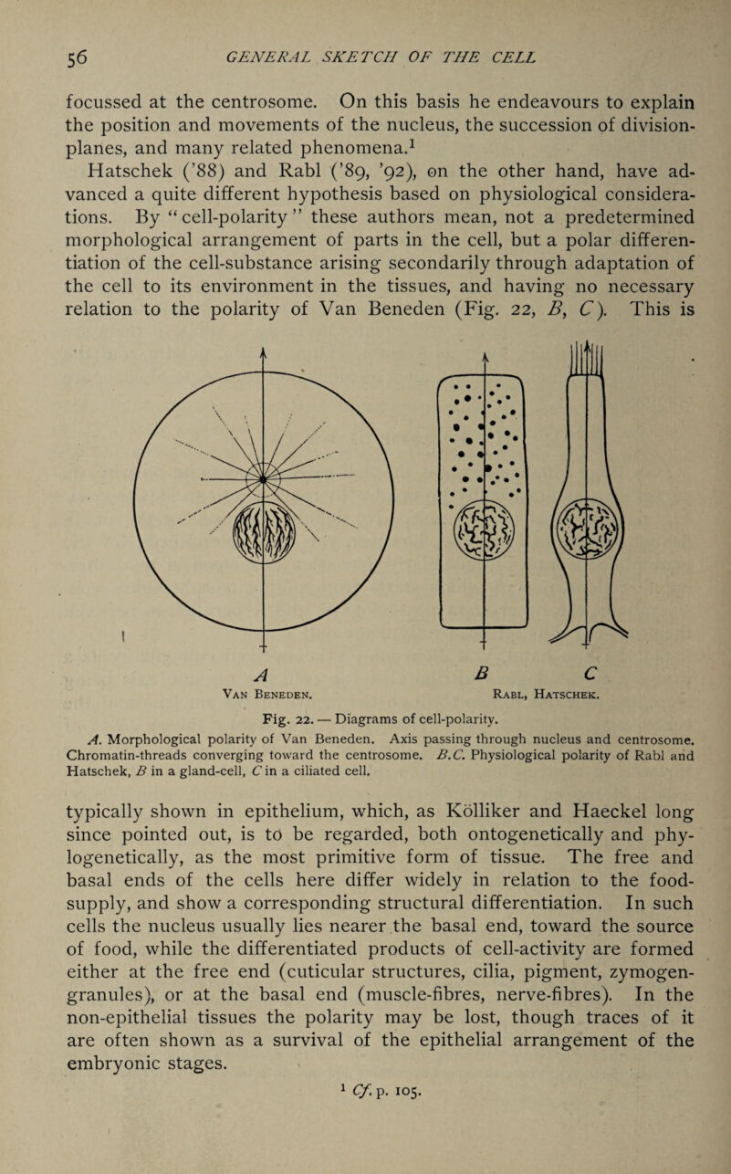 focussed at the centrosome. On this basis he endeavours to explain the position and movements of the nucleus, the succession of division- planes, and many related phenomena.1 Hatschek (’88) and Rabl (’89, ’92), on the other hand, have ad¬ vanced a quite different hypothesis based on physiological considera¬ tions. By “ cell-polarity ” these authors mean, not a predetermined morphological arrangement of parts in the cell, but a polar differen¬ tiation of the cell-substance arising secondarily through adaptation of the cell to its environment in the tissues, and having no necessary relation to the polarity of Van Beneden (Fig. 22, B, C). This is Van Beneden. Rabl, Hatschek. Fig. 22. — Diagrams of cell-polarity. A. Morphological polarity of Van Beneden. Axis passing through nucleus and centrosome. Chromatin-threads converging toward the centrosome. B.C. Physiological polarity of Rabl and Hatschek, B in a gland-cell, C in a ciliated cell. typically shown in epithelium, which, as Kolliker and Haeckel long since pointed out, is to be regarded, both ontogenetically and phy- logenetically, as the most primitive form of tissue. The free and basal ends of the cells here differ widely in relation to the food- supply, and show a corresponding structural differentiation. In such cells the nucleus usually lies nearer the basal end, toward the source of food, while the differentiated products of cell-activity are formed either at the free end (cuticular structures, cilia, pigment, zymogen- granules), or at the basal end (muscle-fibres, nerve-fibres). In the non-epithelial tissues the polarity may be lost, though traces of it are often shown as a survival of the epithelial arrangement of the embryonic stages. 1 Cf. p. 105.