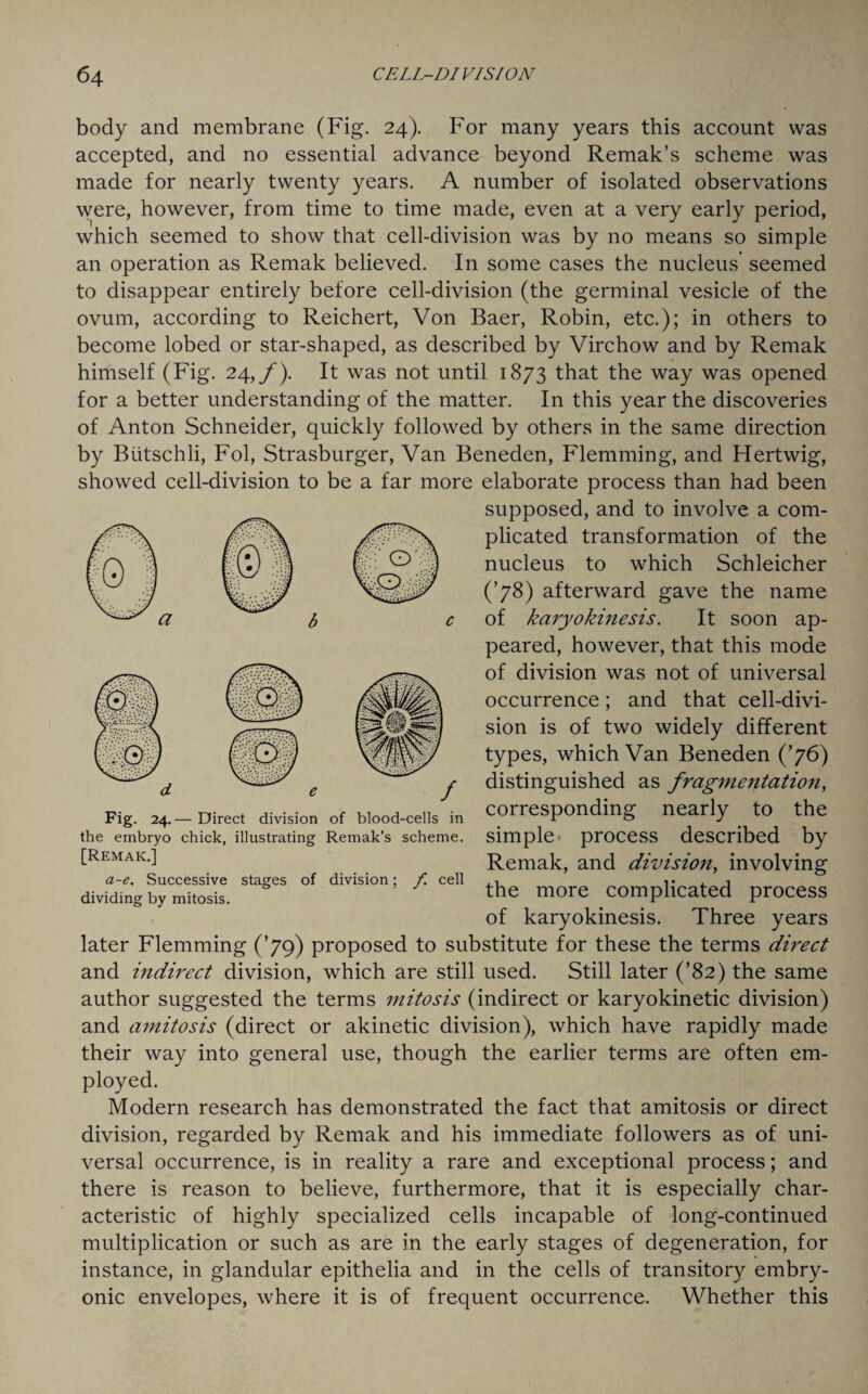 body and membrane (Fig. 24). For many years this account was accepted, and no essential advance beyond Remak’s scheme was made for nearly twenty years. A number of isolated observations were, however, from time to time made, even at a very early period, which seemed to show that cell-division was by no means so simple an operation as Remak believed. In some cases the nucleus seemed to disappear entirely before cell-division (the germinal vesicle of the ovum, according to Reichert, Von Baer, Robin, etc.); in others to become lobed or star-shaped, as described by Virchow and by Remak himself (Fig. 24,/). It was not until 1873 that the way was opened for a better understanding of the matter. In this year the discoveries of Anton Schneider, quickly followed by others in the same direction by Biitschli, Fol, Strasburger, Van Beneden, Flemming, and Hertwig, showed cell-division to be a far more elaborate process than had been supposed, and to involve a com¬ plicated transformation of the nucleus to which Schleicher (’78) afterward gave the name of karyokinesis. It soon ap¬ peared, however, that this mode of division was not of universal occurrence; and that cell-divi¬ sion is of two widely different types, which Van Beneden (’76) distinguished as fragmentation, corresponding nearly to the simple process described by Remak, and division, involving the more complicated process of karyokinesis. Three years later Flemming (’79) proposed to substitute for these the terms direct and indirect division, which are still used. Still later (’82) the same author suggested the terms mitosis (indirect or karyokinetic division) and amitosis (direct or akinetic division), which have rapidly made their way into general use, though the earlier terms are often em¬ ployed. Modern research has demonstrated the fact that amitosis or direct division, regarded by Remak and his immediate followers as of uni¬ versal occurrence, is in reality a rare and exceptional process; and there is reason to believe, furthermore, that it is especially char¬ acteristic of highly specialized cells incapable of long-continued multiplication or such as are in the early stages of degeneration, for instance, in glandular epithelia and in the cells of transitory embry¬ onic envelopes, where it is of frequent occurrence. Whether this Fig. 24. — Direct division of blood-cells in the embryo chick, illustrating Remak’s scheme. [Remak.] a-e. Successive stages of division; f. cell dividing by mitosis.