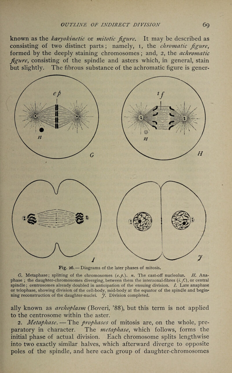 known as the karyokinetic or mitotic figure. It may be described as consisting of two distinct parts; namely, 1, the chromatic figure, formed by the deeply staining chromosomes; and, 2, the achrojnatic figure, consisting of the spindle and asters which, in general, stain but slightly. The fibrous substance of the achromatic figure is gener- Fig. 26. — Diagrams of the later phases of mitosis. G. Metaphase; splitting of the chromosomes (e.pt). n. The cast-off nucleolus. H. Ana¬ phase ; the daughter-chromosomes diverging, between them the interzonal-fibres (i.f), or central spindle; centrosomes already doubled in anticipation of the ensuing division. /. Late anaphase or telophase, showing division of the cell-body, mid-body at the equator of the spindle and begin¬ ning reconstruction of the daughter-nuclei. J. Division completed. ally known as archoplasm (Boveri, ’88), but this term is not applied to the centrosome within the aster. 2. Metaphase. — The prophases of mitosis are, on the whole, pre¬ paratory in character. The metaphase, which follows, forms the initial phase of actual division. Each chromosome splits lengthwise into two exactly similar halves, which afterward diverge to opposite poles of the spindle, and here each group of daughter-chromosomes