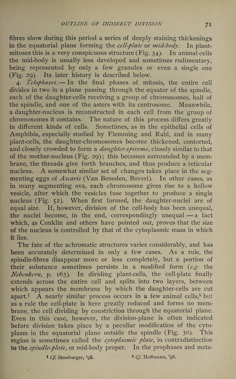 fibres show during this period a series of deeply staining thickenings in the equatorial plane forming the cell-plate or mid-body. In plant- mitoses this is a very conspicuous structure (Fig. 34). In animal cells the mid-body is usually less developed and sometimes rudimentary, being represented by only a few granules or even a single one (Fig. 29). Its later history is described below. 4. Telophases.— In the final phases of mitosis, the entire cell divides in two in a plane passing through the equator of the spindle, each of the daughter-cells receiving a group of chromosomes, half of the spindle, and one of the asters with its centrosome. Meanwhile, a daughter-nucleus is reconstructed in each cell from the group of chromosomes it contains. The nature of this process differs greatly in different kinds of cells. Sometimes, as in the epithelial cells of Amphibia, especially studied by Flemming and Rabl, and in many plant-cells, the daughter-chromosomes become thickened, contorted, and closely crowded to form a daughter-spireme, closely similar to that of the mother-nucleus (Fig. 29); this becomes surrounded by a mem¬ brane, the threads give forth branches, and thus produce a reticular nucleus. A somewhat similar set of changes takes place in the seg¬ menting eggs of Ascaris (Van Beneden, Boveri). In other cases, as in many segmenting ova, each chromosome gives rise to a hollow vesicle, after which the vesicles fuse together to produce a single nucleus (Fig. 52). When first formed, the daughter-nuclei are of equal size. If, however, division of the cell-body has been unequal, the nuclei become, in the end, correspondingly unequal—a fact which, as Conklin and others have pointed out, proves that the size of the nucleus is controlled by that of the cytoplasmic mass in which it lies. The fate of the achromatic structures varies considerably, and has been accurately determined in only a few cases. As a rule, the spindle-fibres disappear more or less completely, but a portion of their substance sometimes persists in a modified form (eg. the Nebenkern, p. 163). In dividing plant-cells, the cell-plate finally extends across the entire cell and splits into two layers, between which appears the membrane by which the daughter-cells are cut apart.1 A nearly similar process occurs in a few animal cells,5* but as a rule the cell-plate is here greatly reduced and forms no mem¬ brane, the cell dividing by constriction through the equatorial plane. Even in this case, however, the division-plane is often indicated before division takes place by a peculiar modification of the cyto¬ plasm in the equatorial plane outside the spindle (Fig. 30). This region is sometimes called the cytoplasmic plate, in contradistinction to the spindle-plate, or mid-body proper. In the prophases and meta- 1 Cf Strasburger, ’98. 2 Cf. Hoffmann, ’98.