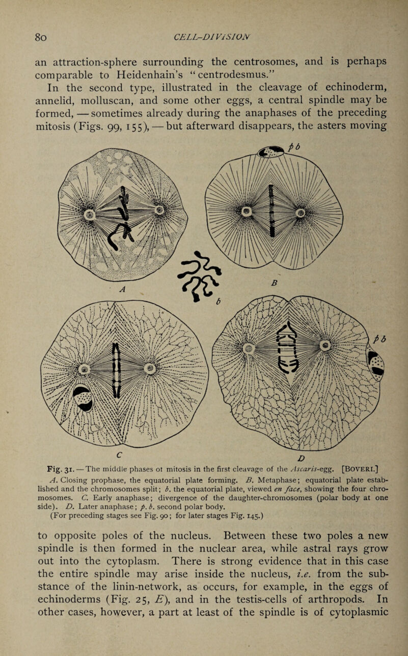 an attraction-sphere surrounding the centrosomes, and is perhaps comparable to Heidenhain’s “ centrodesmus.” In the second type, illustrated in the cleavage of echinoderm, annelid, molluscan, and some other eggs, a central spindle may be formed, — sometimes already during the anaphases of the preceding mitosis (Figs. 99, 155), — but afterward disappears, the asters moving Fig. 31. — The middle phases ot mitosis in the first cleavage of the slscaris-egg. [BOVERI.] A. Closing prophase, the equatorial plate forming. B. Metaphase; equatorial plate estab¬ lished and the chromosomes split; b. the equatorial plate, viewed en face, showing the four chro¬ mosomes. C. Early anaphase; divergence of the daughter-chromosomes (polar body at one side). D. Later anaphase; p. b. second polar body. (For preceding stages see Fig. 90; for later stages Fig. 145.) to opposite poles of the nucleus. Between these two poles a new spindle is then formed in the nuclear area, while astral rays grow out into the cytoplasm. There is strong evidence that in this case the entire spindle may arise inside the nucleus, i.e. from the sub¬ stance of the linin-network, as occurs, for example, in the eggs of echinoderms (Fig. 25, E), and in the testis-cells of arthropods. In other cases, however, a part at least of the spindle is of cytoplasmic