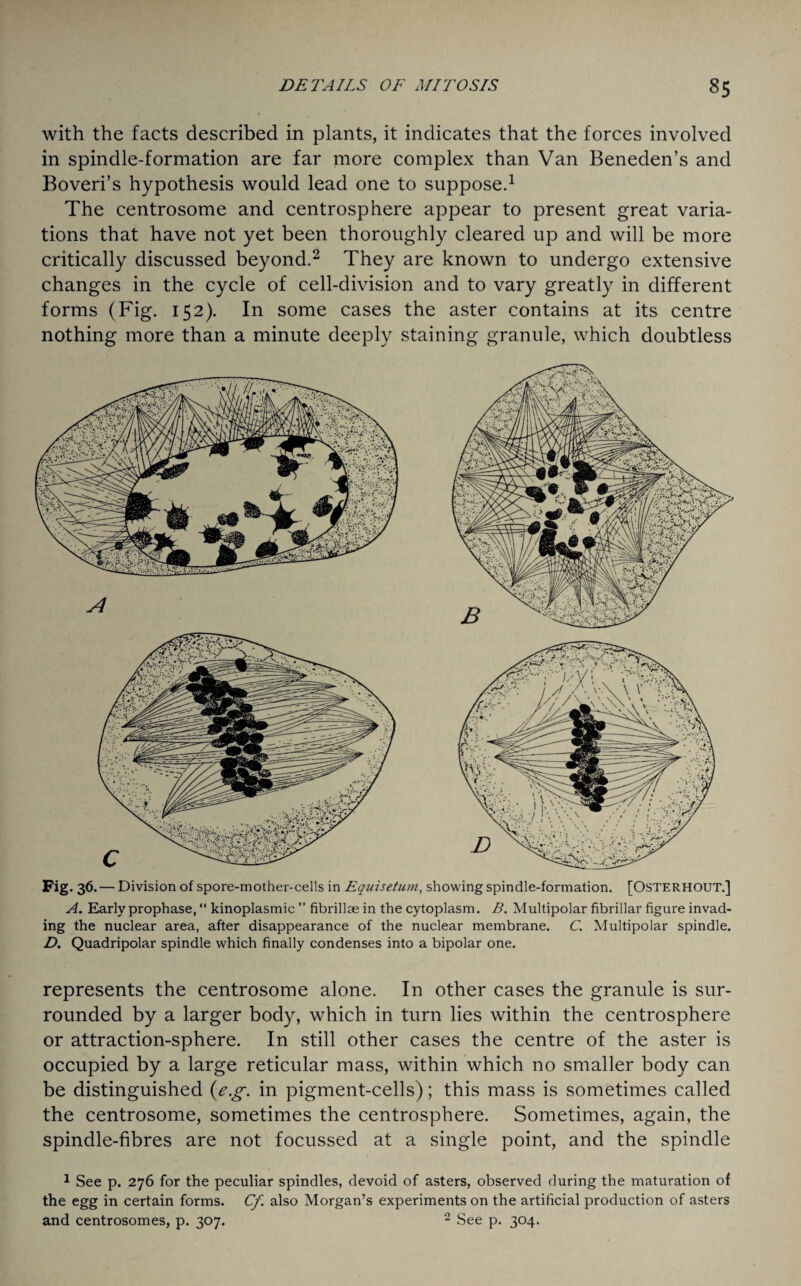 with the facts described in plants, it indicates that the forces involved in spindle-formation are far more complex than Van Beneden’s and Boveri’s hypothesis would lead one to suppose.1 The centrosome and centrosphere appear to present great varia¬ tions that have not yet been thoroughly cleared up and will be more critically discussed beyond.2 They are known to undergo extensive changes in the cycle of cell-division and to vary greatly in different forms (Fig. 152). In some cases the aster contains at its centre nothing more than a minute deeply staining granule, which doubtless A Fig. 36. — Division of spore-mother-cells in Equisetum, showing spindle-formation. [OSTERHOUT.] A. Early prophase, “ kinoplasmic ” fibrillae in the cytoplasm. B. Multipolar fibrillar figure invad¬ ing the nuclear area, after disappearance of the nuclear membrane. C. Multipolar spindle. D. Quadripolar spindle which finally condenses into a bipolar one. represents the centrosome alone. In other cases the granule is sur¬ rounded by a larger body, which in turn lies within the centrosphere or attraction-sphere. In still other cases the centre of the aster is occupied by a large reticular mass, within which no smaller body can be distinguished (e.g. in pigment-cells); this mass is sometimes called the centrosome, sometimes the centrosphere. Sometimes, again, the spindle-fibres are not focussed at a single point, and the spindle 1 See p. 276 for the peculiar spindles, devoid of asters, observed during the maturation of the egg in certain forms. Cf. also Morgan’s experiments on the artificial production of asters and centrosomes, p. 307. 2 See p. 304.