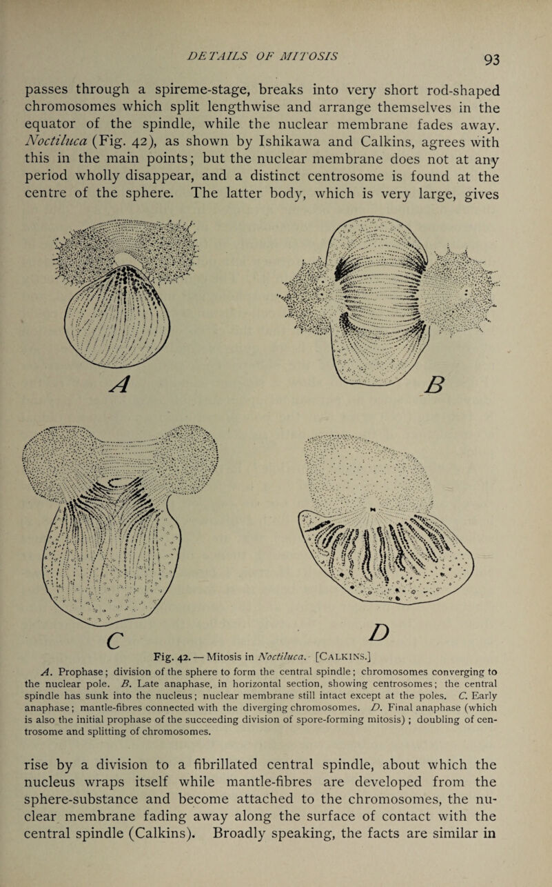 passes through a spireme-stage, breaks into very short rod-shaped chromosomes which split lengthwise and arrange themselves in the equator of the spindle, while the nuclear membrane fades away. Noctiluca (Fig. 42), as shown by Ishikawa and Calkins, agrees with this in the main points; but the nuclear membrane does not at any period wholly disappear, and a distinct centrosome is found at the centre of the sphere. The latter body, which is very large, gives Fig. 42. — Mitosis in Noctiluca. [Calkin'S.] A. Prophase ; division of the sphere to form the central spindle ; chromosomes converging to the nuclear pole. B. Late anaphase, in horizontal section, showing centrosomes; the central spindle has sunk into the nucleus; nuclear membrane still intact except at the poles. C. Early anaphase; mantle-fibres connected with the diverging chromosomes. D. Final anaphase (which is also the initial prophase of the succeeding division of spore-forming mitosis) ; doubling of cen¬ trosome and splitting of chromosomes. rise by a division to a fibrillated central spindle, about which the nucleus wraps itself while mantle-fibres are developed from the sphere-substance and become attached to the chromosomes, the nu¬ clear membrane fading away along the surface of contact with the central spindle (Calkins). Broadly speaking, the facts are similar in