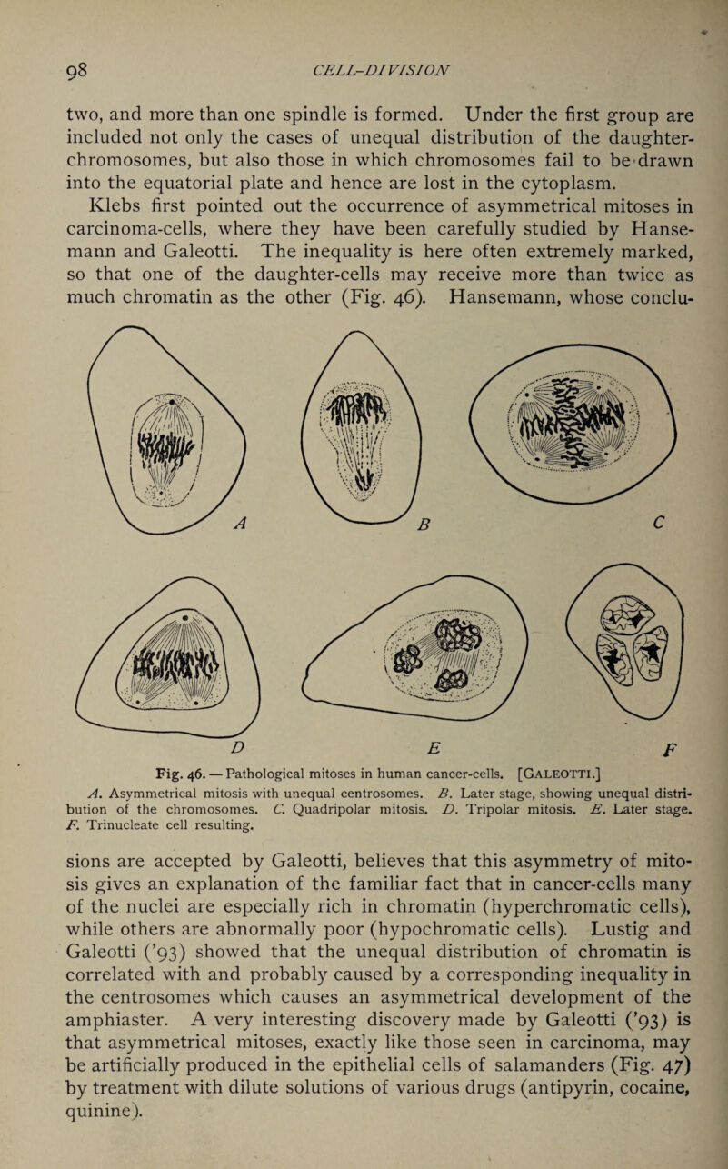 two, and more than one spindle is formed. Under the first group are included not only the cases of unequal distribution of the daughter- chromosomes, but also those in which chromosomes fail to be'drawn into the equatorial plate and hence are lost in the cytoplasm. Klebs first pointed out the occurrence of asymmetrical mitoses in carcinoma-cells, where they have been carefully studied by Hanse- mann and Galeotti. The inequality is here often extremely marked, so that one of the daughter-cells may receive more than twice as much chromatin as the other (Fig. 46). Hansemann, whose conclu¬ de Fig. 46. — Pathological mitoses in human cancer-cells. [Galeotti.] A. Asymmetrical mitosis with unequal centrosomes. B. Later stage, showing unequal distri¬ bution of the chromosomes. C. Quadripolar mitosis. D. Tripolar mitosis. E. Later stage. F. Trinucleate cell resulting. sions are accepted by Galeotti, believes that this asymmetry of mito¬ sis gives an explanation of the familiar fact that in cancer-cells many of the nuclei are especially rich in chromatin (hyperchromatic cells), while others are abnormally poor (hypochromatic cells). Lustig and Galeotti (’93) showed that the unequal distribution of chromatin is correlated with and probably caused by a corresponding inequality in the centrosomes which causes an asymmetrical development of the amphiaster. A very interesting discovery made by Galeotti (’93) is that asymmetrical mitoses, exactly like those seen in carcinoma, may be artificially produced in the epithelial cells of salamanders (Fig. 47) by treatment with dilute solutions of various drugs (antipyrin, cocaine, quinine).