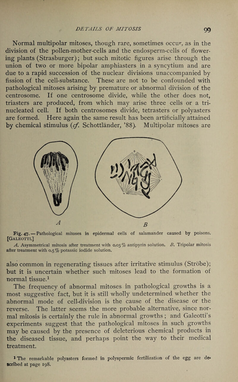 Normal multipolar mitoses, though rare, sometimes occur, as in the division of the pollen-mother-cells and the endosperm-cells of flower¬ ing plants (Strasburger); but such mitotic figures arise through the union of two or more bipolar amphiasters in a syncytium and are due to a rapid succession of the nuclear divisions unaccompanied by fission of the cell-substance. These are not to be confounded with pathological mitoses arising by premature or abnormal division of the centrosome. If one centrosome divide, while the other does not, triasters are produced, from which may arise three cells or a tri- nucleated cell. If both centrosomes divide, tetrasters or polyasters are formed. Here again the same result has been artificially attained by chemical stimulus (cf. Schottlander, ’88). Multipolar mitoses are Fig. 47. — Pathological mitoses in epidermal cells of salamander caused by poisons. [Galeotti.] A. Asymmetrical mitosis after treatment with 0.05 % antipyrin solution. B. Tripolar mitosis after treatment with 0.5% potassic iodide solution. also common in regenerating tissues after irritative stimulus (Strobe); but it is uncertain whether such mitoses lead to the formation of normal tissue.1 The frequency of abnormal mitoses in pathological growths is a most suggestive fact, but it is still wholly undetermined whether the abnormal mode of cell-division is the cause of the disease or the reverse. The latter seems the more probable alternative, since nor¬ mal mitosis is certainly the rule in abnormal growths ; and Galeotti’s experiments suggest that the pathological mitoses in such growths may be caused by the presence of deleterious chemical products in the diseased tissue, and perhaps point the way to their medical treatment. 1 The remarkable polyasters formed in polyspermic fertilization of the egg are de« Scribed at page 198.