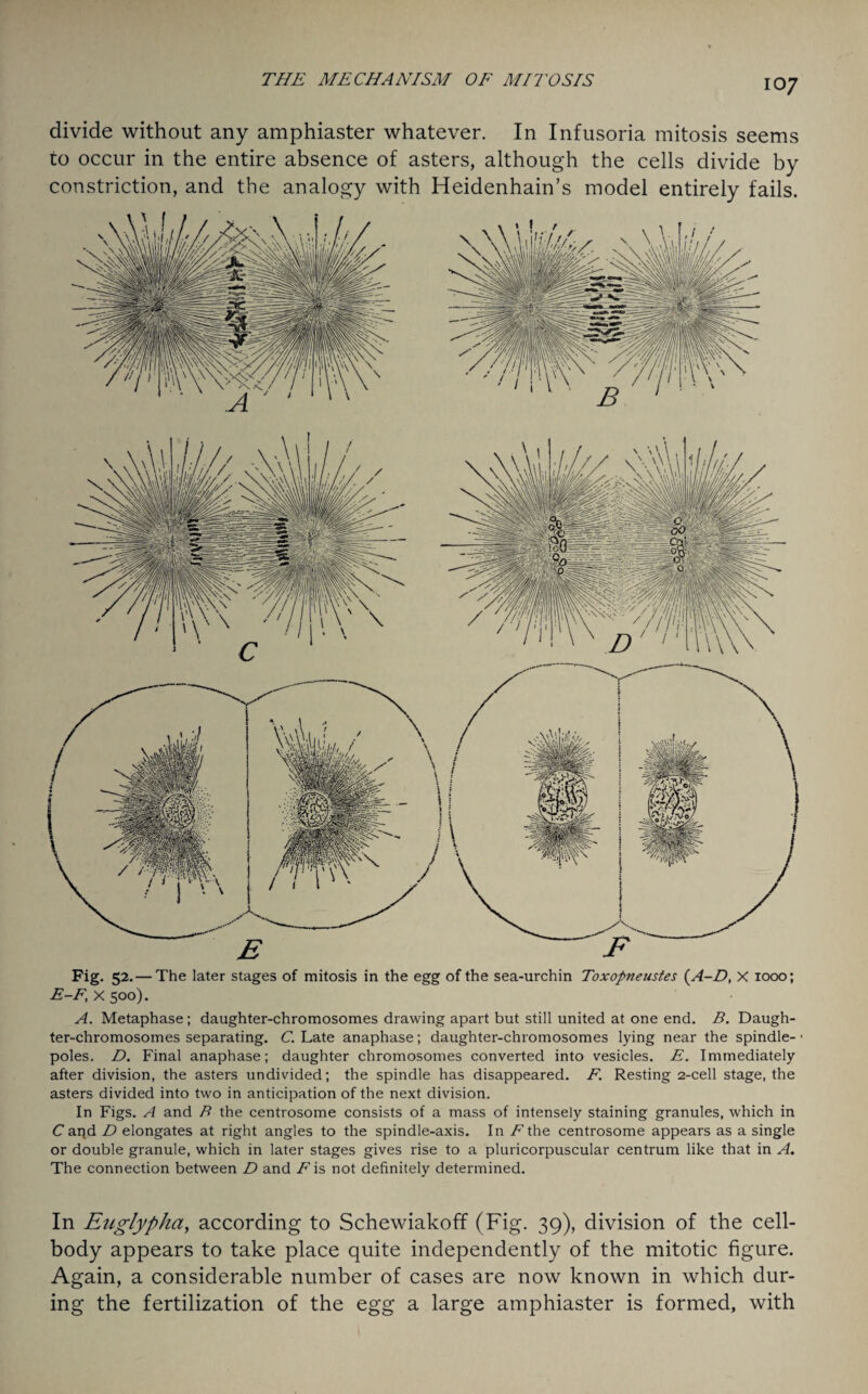 divide without any amphiaster whatever. In Infusoria mitosis seems to occur in the entire absence of asters, although the cells divide by constriction, and the analogy with Heidenhain’s model entirely fails. Fig. 52. — The later stages of mitosis in the egg of the sea-urchin Toxopneustes (A-D, X 1000; E-F, X 500). A. Metaphase; daughter-chromosomes drawing apart but still united at one end. B. Daugh¬ ter-chromosomes separating. C. Late anaphase; daughter-chromosomes lying near the spindle- • poles. D. Final anaphase; daughter chromosomes converted into vesicles. E. Immediately after division, the asters undivided; the spindle has disappeared. F. Resting 2-cell stage, the asters divided into two in anticipation of the next division. In Figs. A and B the centrosome consists of a mass of intensely staining granules, which in C aqd D elongates at right angles to the spindle-axis. In /^the centrosome appears as a single or double granule, which in later stages gives rise to a pluricorpuscular centrum like that in A. The connection between D and /ms not definitely determined. In Euglypha, according to Schewiakoff (Fig. 39), division of the cell- body appears to take place quite independently of the mitotic figure. Again, a considerable number of cases are now known in which dur¬ ing the fertilization of the egg a large amphiaster is formed, with