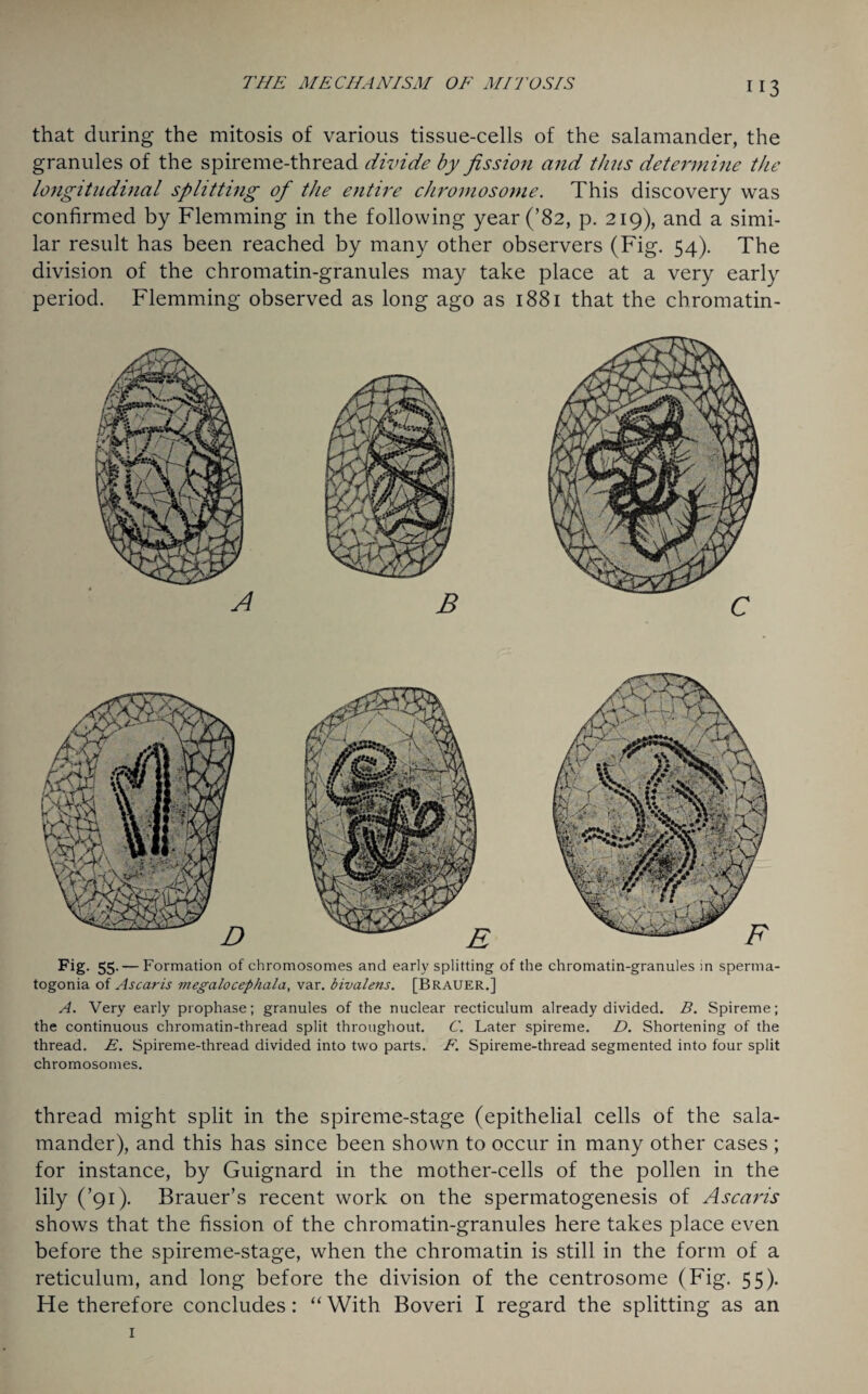 that during the mitosis of various tissue-cells of the salamander, the granules of the spireme-thread divide by fission and thus determine the longitudinal splitting of the entire chromosome. This discovery was confirmed by Flemming in the following year (’82, p. 219), and a simi¬ lar result has been reached by many other observers (Fig. 54). The division of the chromatin-granules may take place at a very early period. Flemming observed as long ago as 1881 that the chromatin - Fig. 55- —F ormation of chromosomes and early splitting of the chromatin-granules in sperma¬ togonia of As car is viegalocephala, var. bivalens. [BRAUER.] A. Very early prophase; granules of the nuclear recticulum already divided. B. Spireme; the continuous chromatin-thread split throughout. C. Later spireme. D. Shortening of the thread. E. Spireme-thread divided into two parts. F. Spireme-thread segmented into four split chromosomes. thread might split in the spireme-stage (epithelial cells of the sala¬ mander), and this has since been shown to occur in many other cases ; for instance, by Guignard in the mother-cells of the pollen in the lily (’91). Brauer’s recent work on the spermatogenesis of Ascaris shows that the fission of the chromatin-granules here takes place even before the spireme-stage, when the chromatin is still in the form of a reticulum, and long before the division of the centrosome (Fig. 55). He therefore concludes: “ With Boveri I regard the splitting as an 1