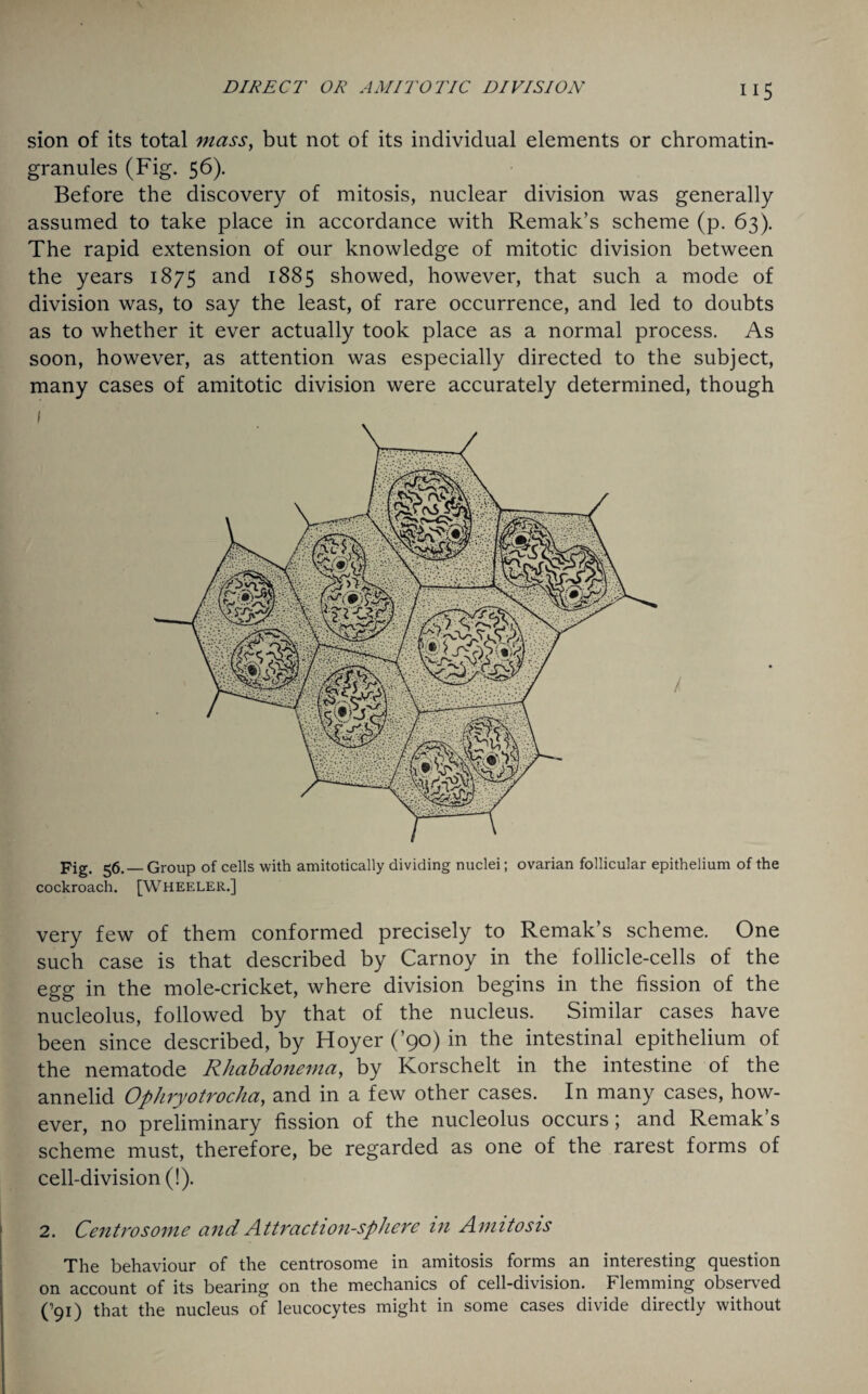 sion of its total mass, but not of its individual elements or chromatin- granules (Fig. 56). Before the discovery of mitosis, nuclear division was generally assumed to take place in accordance with Remak’s scheme (p. 63). The rapid extension of our knowledge of mitotic division between the years 1875 and 1885 showed, however, that such a mode of division was, to say the least, of rare occurrence, and led to doubts as to whether it ever actually took place as a normal process. As soon, however, as attention was especially directed to the subject, many cases of amitotic division were accurately determined, though Fig, 56. — Group of cells with amitotically dividing nuclei; ovarian follicular epithelium of the cockroach. [WHEELER.] very few of them conformed precisely to Remak’s scheme. One such case is that described by Carnoy in the follicle-cells of the egg in the mole-cricket, where division begins in the fission of the nucleolus, followed by that of the nucleus. Similar cases have been since described, by Hoyer (’90) in the intestinal epithelium of the nematode Rhabdonema, by Korschelt in the intestine of the annelid Ophryotrocha, and in a few other cases. In many cases, how¬ ever, no preliminary fission of the nucleolus occurs; and Remak’s scheme must, therefore, be regarded as one of the rarest forms of cell-division (!). 2. Centro some and Attraction-sphere in Amitosis The behaviour of the centrosome in amitosis forms an interesting question on account of its bearing on the mechanics of cell-division. Flemming observed (’91) that the nucleus of leucocytes might in some cases divide directly without