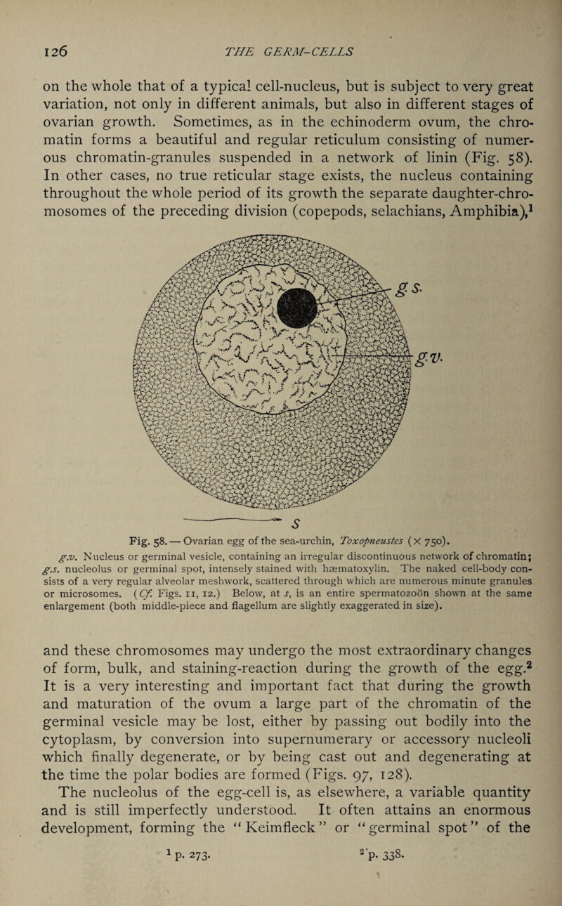 on the whole that of a typical cell-nucleus, but is subject to very great variation, not only in different animals, but also in different stages of ovarian growth. Sometimes, as in the echinoderm ovum, the chro¬ matin forms a beautiful and regular reticulum consisting of numer¬ ous chromatin-granules suspended in a network of linin (Fig. 58). In other cases, no true reticular stage exists, the nucleus containing throughout the whole period of its growth the separate daughter-chro¬ mosomes of the preceding division (copepods, selachians, Amphibia),1 Fig. 58.— Ovarian egg of the sea-urchin, Toxopneustes (x 750). g.v. Nucleus or germinal vesicle, containing an irregular discontinuous network of chromatin; g.s. nucleolus or germinal spot, intensely stained with hcematoxylin. The naked cell-body con¬ sists of a very regular alveolar meshwork, scattered through which are numerous minute granules or microsomes. (Cf. Figs. 11, 12.) Below, at s, is an entire spermatozoon shown at the same enlargement (both middle-piece and flagellum are slightly exaggerated in size). and these chromosomes may undergo the most extraordinary changes of form, bulk, and staining-reaction during the growth of the egg.2 It is a very interesting and important fact that during the growth and maturation of the ovum a large part of the chromatin of the germinal vesicle may be lost, either by passing out bodily into the cytoplasm, by conversion into supernumerary or accessory nucleoli which finally degenerate, or by being cast out and degenerating at the time the polar bodies are formed (Figs. 97, 128). The nucleolus of the egg-cell is, as elsewhere, a variable quantity and is still imperfectly understood. It often attains an enormous development, forming the “Keimfleck” or “germinal spot” of the 1 p. 273- 2'p- 338.