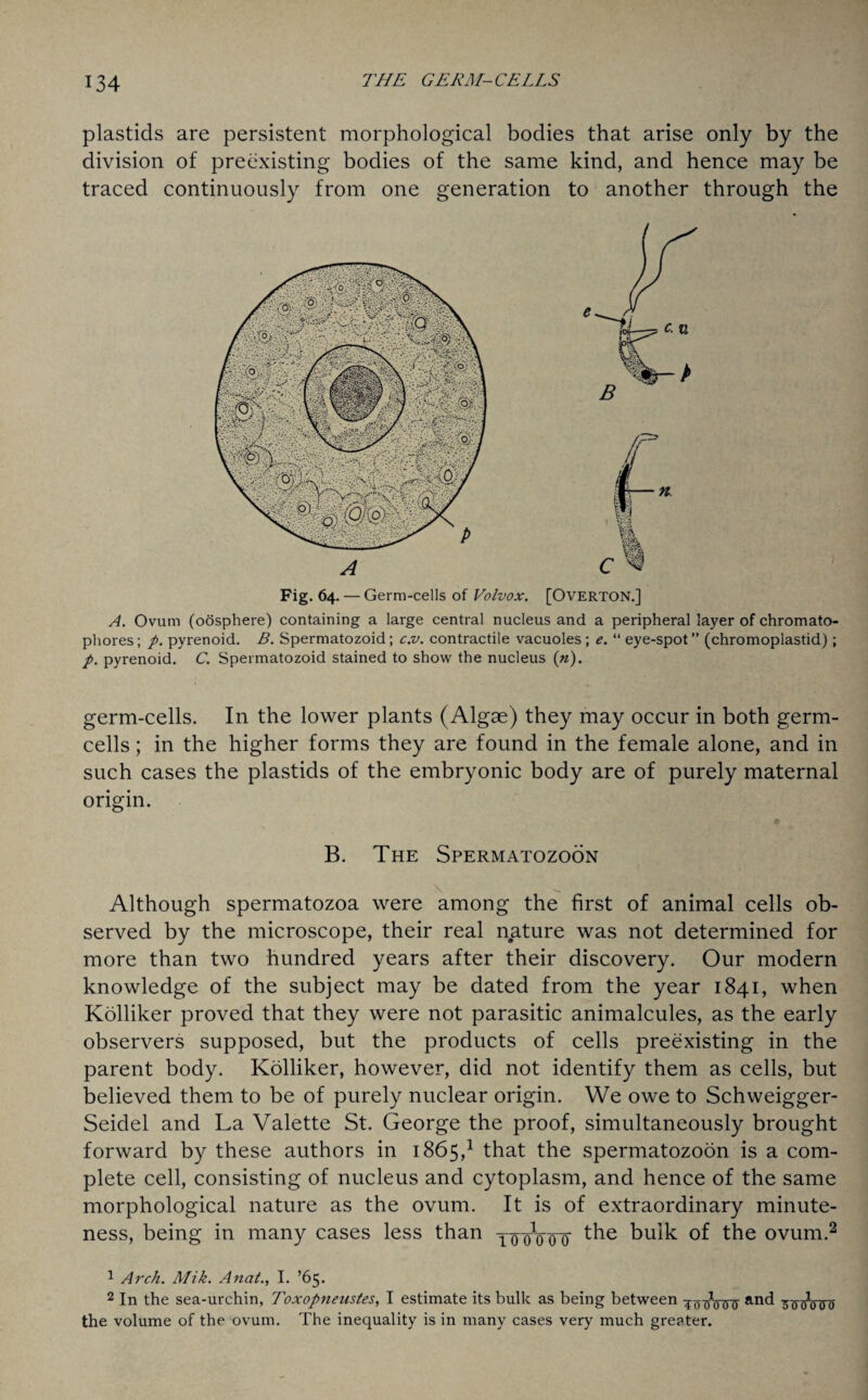 plastids are persistent morphological bodies that arise only by the division of preexisting bodies of the same kind, and hence may be traced continuously from one generation to another through the Fig. 64. — Germ-cells of Volvox. [OVERTON.] A. Ovum (oosphere) containing a large central nucleus and a peripheral layer of chromato- phores; p. pyrenoid. B. Spermatozoid; c.v. contractile vacuoles ; e. “ eye-spot” (chromoplastid); p. pyrenoid. C. Spermatozoid stained to show the nucleus («). germ-cells. In the lower plants (Algae) they may occur in both germ- cells ; in the higher forms they are found in the female alone, and in such cases the plastids of the embryonic body are of purely maternal origin. * B. The Spermatozoon Although spermatozoa were among the first of animal cells ob¬ served by the microscope, their real nature was not determined for more than two hundred years after their discovery. Our modern knowledge of the subject may be dated from the year 1841, when Kolliker proved that they were not parasitic animalcules, as the early observers supposed, but the products of cells preexisting in the parent body. Kolliker, however, did not identify them as cells, but believed them to be of purely nuclear origin. We owe to Schweigger- Seidel and La Valette St. George the proof, simultaneously brought forward by these authors in 1865,1 that the spermatozoon is a com¬ plete cell, consisting of nucleus and cytoplasm, and hence of the same morphological nature as the ovum. It is of extraordinary minute¬ ness, being in many cases less than yooVfo the bulk of the ovum.2 1 Arch. Mik. Anat., I. ’65. 2 In the sea-urchin, Toxopneustes, I estimate its bulk as being between ^0 oV(5V anc^ To oWo the volume of the ovum. The inequality is in many cases very much greater.