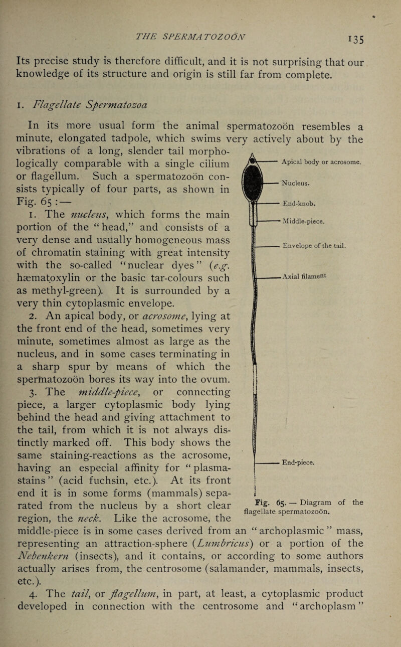 Its precise study is therefore difficult, and it is not surprising that our knowledge of its structure and origin is still far from complete. i Apical body or acrosome. Nucleus. End-knob. Middle-piece. Envelope of the tail. Axial filament I. Flagellate Spei'niatozoa In its more usual form the animal spermatozoon resembles a minute, elongated tadpole, which swims very actively about by the vibrations of a long, slender tail morpho¬ logically comparable with a single cilium or flagellum. Such a spermatozoon con¬ sists typically of four parts, as shown in Fig. 65: — 1. The nucleus, which forms the main portion of the “head,” and consists of a very dense and usually homogeneous mass of chromatin staining with great intensity with the so-called “nuclear dyes” (eg. haematoxylin or the basic tar-colours such as methyl-green). It is surrounded by a very thin cytoplasmic envelope. 2. An apical body, or acrosome, lying at the front end of the head, sometimes very minute, sometimes almost as large as the nucleus, and in some cases terminating in a sharp spur by means of which the spermatozoon bores its way into the ovum. 3. The middle-piece, or connecting piece, a larger cytoplasmic body lying behind the head and giving attachment to the tail, from which it is not always dis¬ tinctly marked off. This body shows the same staining-reactions as the acrosome, having an especial affinity for “ plasma- stains ” (acid fuchsin, etc.). At its front end it is in some forms (mammals) sepa¬ rated from the nucleus by a short clear region, the neck. Like the acrosome, the middle-piece is in some cases derived from an “ archoplasmic ” mass, representing an attraction-sphere (Lumbricus) or a portion of the Nebenkern (insects), and it contains, or according to some authors actually arises from, the centrosome (salamander, mammals, insects, etc.). 4. The tail, or flagellum, in part, at least, a cytoplasmic product developed in connection with the centrosome and “archoplasm” End-piece. Fig. 65. — Diagram of the flagellate spermatozoon.