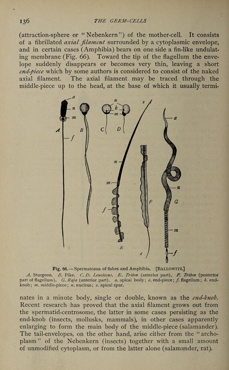 (attraction-sphere or “Nebenkern”) of the mother-cell. It consists of a fibrillated axial filament surrounded by a cytoplasmic envelope, and in certain cases (Amphibia) bears on one side a fin-like undulat¬ ing membrane (Fig. 66). Toward the tip of the flagellum the enve¬ lope suddenly disappears or becomes very thin, leaving a short end-piece which by some authors is considered to consist of the naked axial filament. The axial filament may be traced through the middle-piece up to the head, at the base of which it usually termi- Fig. 66. — Spermatozoa of fishes and Amphibia. [BALLOWITZ.] A. Sturgeon. B. Pike. C. D. Leuciscus. E. Triton (anterior part). F; Triton (posterior part of flagellum). G. Raja (anterior part), a. apical body; e. end-piece; f. flagellum; k. end- knob; m. middle-piece; n. nucleus; s. apical spur. nates in a minute body, single or double, known as the end-knob. Recent research has proved that the axial filament grows out from the spermatid-centrosome, the latter in some cases persisting as the end-knob (insects, mollusks, mammals), in other cases apparently enlarging to form the main body of the middle-piece (salamander). The tail-envelopes, on the other hand, arise either from the “archo- plasm ” of the Nebenkern (insects) together with a small amount of unmodified cytoplasm, or from the latter alone (salamander, rat).