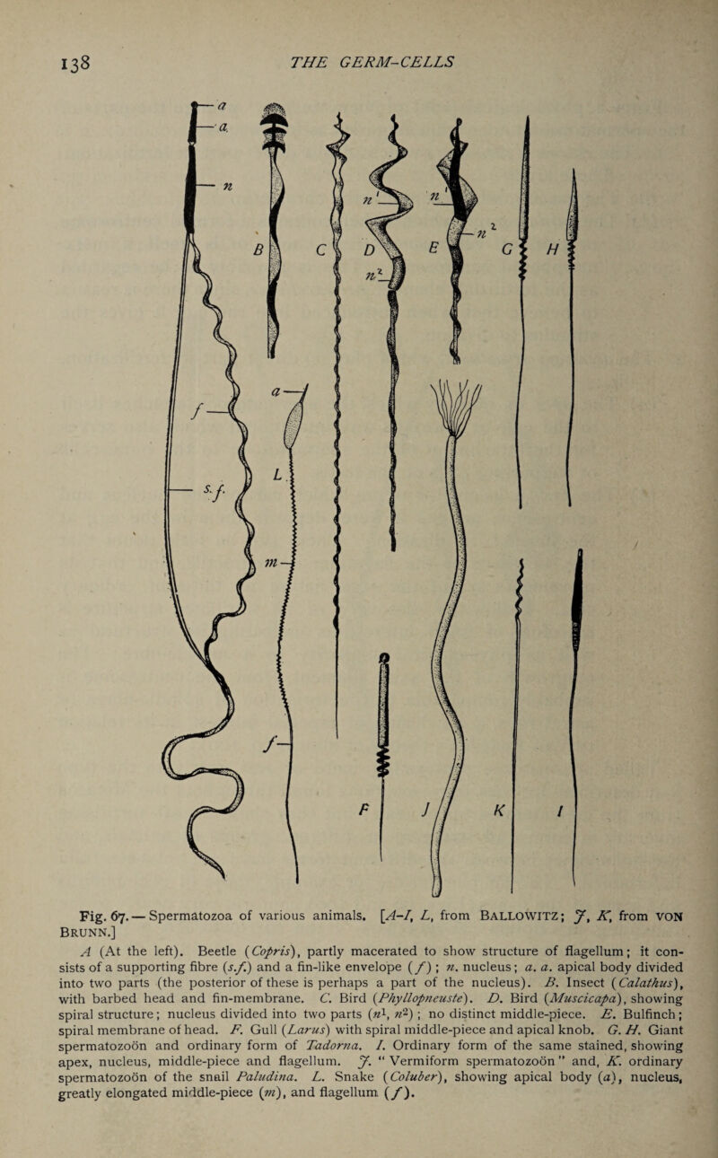 Fig. 67.— Spermatozoa of various animals. [A-/, L, from BALLOWITZ; Jt K, from VON Brunn.] A (At the left). Beetle (Copris), partly macerated to show structure of flagellum; it con¬ sists of a supporting fibre (s.f) and a fin-like envelope {/)’, n. nucleus; a. a. apical body divided into two parts (the posterior of these is perhaps a part of the nucleus). B. Insect (Calathus), with barbed head and fin-membrane. C. Bird (.Phyllopneuste). D. Bird (Muscicapa), showing spiral structure; nucleus divided into two parts (n1, n2) ; no distinct middle-piece. E. Bulfinch ; spiral membrane of head. F. Gull (Larus) with spiral middle-piece and apical knob. G. H. Giant spermatozoon and ordinary form of Tadorna. I. Ordinary form of the same stained, showing apex, nucleus, middle-piece and flagellum. J. “ Vermiform spermatozoon ” and, K. ordinary spermatozoon of the snail Paludina. L. Snake (Coluber), showing apical body (a), nucleus, greatly elongated middle-piece (m), and flagellum. {/).