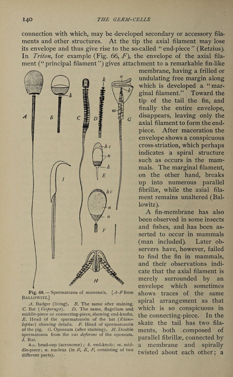 connection with which, may be developed secondary or accessory fila¬ ments and other structures. At the tip the axial filament may lose its envelope and thus give rise to the so-called “end-piece” (Retzius). In Triton, for example (Fig. 66, F\ the envelope of the axial fila¬ ment (“principal filament ”) gives attachment to a remarkable fin-like membrane, having a frilled or 11 - undulating free margin along which is developed a “ mar¬ ginal filament.” Toward the tip of the tail the fin, and finally the entire envelope, disappears, leaving only the axial filament to form the end- piece. After maceration the envelope shows a conspicuous cross-striation, which perhaps indicates a spiral structure such as occurs in the mam¬ mals. The marginal filament, on the other hand, breaks up into numerous parallel fibrillae, while the axial fila¬ ment remains unaltered (Bal- lowitz). A fin-membrane has also been observed in some insects and fishes, and has been as¬ serted to occur in mammals (man included). Later ob¬ servers have, however, failed to find the fin in mammals, and their observations indi¬ cate that the axial filament is merely surrounded by an envelope which sometimes shows traces of the same spiral arrangement as that which is so conspicuous in the connecting-piece. In the skate the tail has two fila¬ ments, both composed of parallel fibrillae, connected by a membrane and spirally twisted about each other; a Fig. 68. — Spermatozoa of mammals, [^-/''from Ballowitz.] A. Badger (living). B. The same after staining. C. Bat ( Vesperugo). D. The same, flagellum and middle-piece or connecting-piece, showing end-knobs. E. Head of the spermatozoon of the bat (Rhino- lophus) showing details. F. Head of spermatozoon of the pig. G. Opossum (after staining). H. Double spermatozoa from the vas deferens of the opossum. /. Rat. h.c. head-cap (acrosome) ; k. end-knob; vi. mid¬ dle-piece ; n. nucleus (in B, E, F, consisting of two different parts).