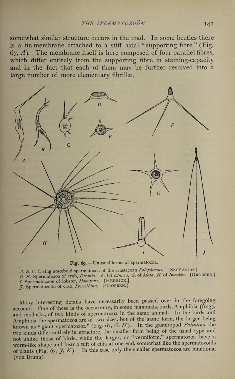 somewhat similar structure occurs in the toad. In some beetles there is a fin-membrane attached to a stiff axial “supporting fibre” (Fig. 67, A). The membrane itself is here composed of four parallel fibres, which differ entirely from the supporting fibre in staining-capacity and in the fact that each of them may be further resolved into a large number of more elementary fibrillae. A. B. C. Living amoeboid spermatozoa of the crustacean Polyphemus. [Zacharias.] D. E. Spermatozoa of crab, Dromia. F. Of Ethusa, G. of Maja, H. of Inachus. [Grobben.] /. Spermatozoon of lobster, Hoviarus. [HERRICK.] J. Spermatozoon of crab, Porcellana. [Grobben.] Many interesting details have necessarily been passed over in the foregoing account. One of these is the occurrence, in some mammals, birds, Amphibia (frog), and mollusks, of two kinds of spermatozoa in the same animal. In the birds and Amphibia the spermatozoa are of two sizes, but of the same form, the largei being known as “giant spermatozoa” (Fig. 67, G, H'). In the gasteropod Paludma the two kinds differ entirely in structure, the smaller form being of the usual type and not unlike those of birds, while the larger, or “ vermiform,” spermatozoa have a worm-like shape and bear a tuft of cilia at one end, somewhat like the spermatozoids of plants (Fig. 67, J, K). In this case only the smaller spermatozoa are functional (von Brunn).