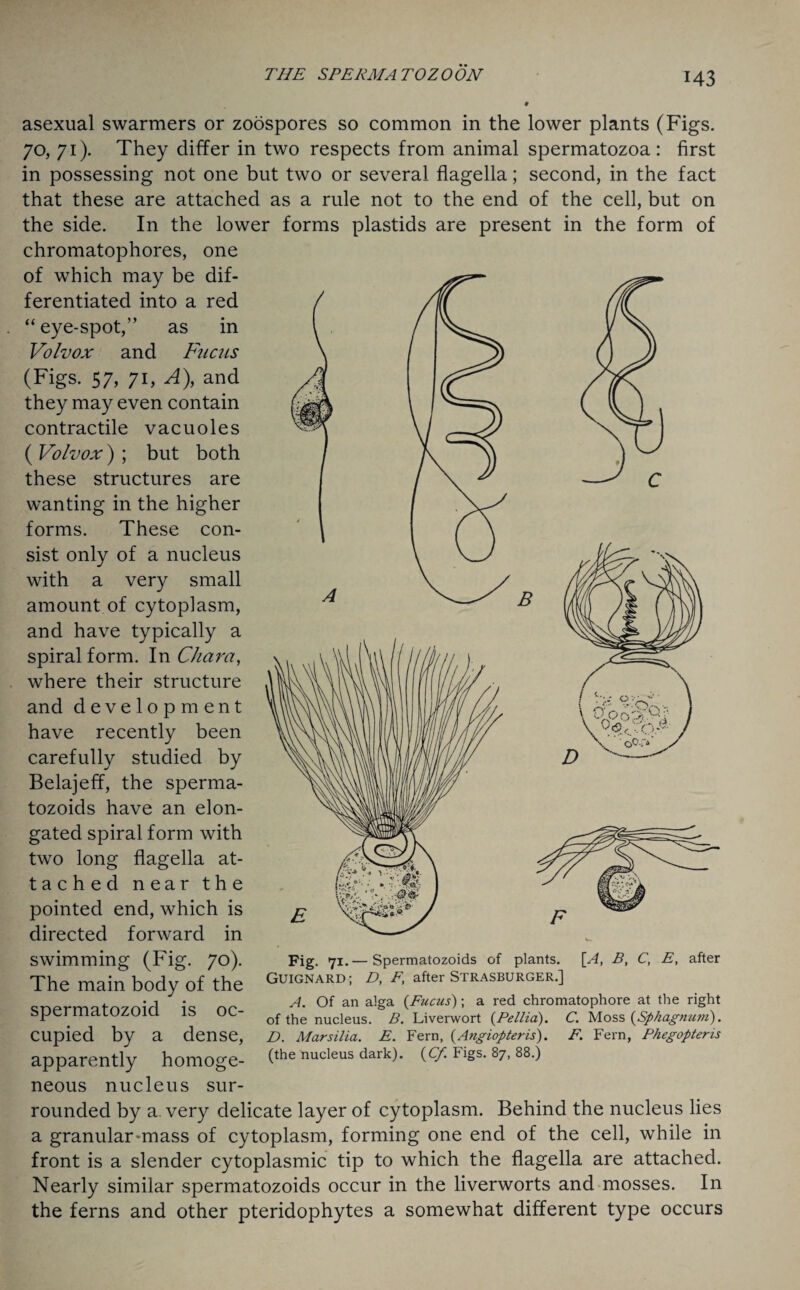 asexual swarmers or zoospores so common in the lower plants (Figs. 70, 71). They differ in two respects from animal spermatozoa: first in possessing not one but two or several flagella; second, in the fact that these are attached as a rule not to the end of the cell, but on the side. In the lower forms plastids are present in the form of chromatophores, one of which may be dif¬ ferentiated into a red “ eye-spot,” as in Volvox and Fuchs (Figs. 57, 71, A), and they may even contain contractile vacuoles ( Volvox) ; but both these structures are wanting in the higher forms. These con¬ sist only of a nucleus with a very small amount of cytoplasm, and have typically a spiral form. In Chai'a, where their structure and development have recently been carefully studied by Belajeff, the sperma- tozoids have an elon¬ gated spiral form with two long flagella at- tached near the pointed end, which is directed forward in swimming (Fig. 70). The main body of the spermatozoid is oc¬ cupied by a dense, apparently homoge¬ neous nucleus sur¬ rounded by a. very delicate layer of cytoplasm. Behind the nucleus lies a granular-mass of cytoplasm, forming one end of the cell, while in front is a slender cytoplasmic tip to which the flagella are attached. Nearly similar spermatozoids occur in the liverworts and mosses. In the ferns and other pteridophytes a somewhat different type occurs Fig. 71.— Spermatozoids of plants. [A, B, C, E, after Guignard; D, F, after Strasburger.] A. Of an alga (Fucus); a red chromatophore at the right of the nucleus. B. Liverwort (Pellia). C. Moss {Sphagnum). D. Mars ilia. E. Fern, {Angiopteris). F. Fern, Phegopteris (the nucleus dark). (Cf Figs. 87, 88.)