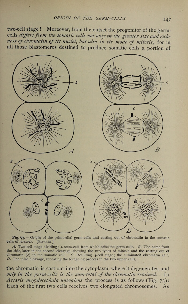 two-cell stage ! Moreover, from the outset the progenitor of the germ- cells differs from the somatic cells not only in the greater size and rich¬ ness of chromatin of its nuclei, but also in its mode of mitosis; for in all those blastomeres destined to produce somatic cells a portion of Fig. 73.— Origin of the primordial germ-cells and casting out of chromatin, in the somatic cells of Ascaris. [Boveri.] A. Two-cell stage dividing; s. stem-cell, from which arise the germ-cells. B. The same from the side, later in the second cleavage, showing the two types of mitosis and the casting out of chromatin (c) in the somatic cell. C. Resulting 4-cell stage; the eliminated chromatin at c. D. The third cleavage, repeating the foregoing process in the two upper cells. the chromatin is cast out into the cytoplasm, where it degenerates, and only in the germ-cells is the sum-total of the chromatin retained. In Ascaris megalocephala univalens the process is as follows (Fig. 73): Each of the first two cells receives two elongated chromosomes. As