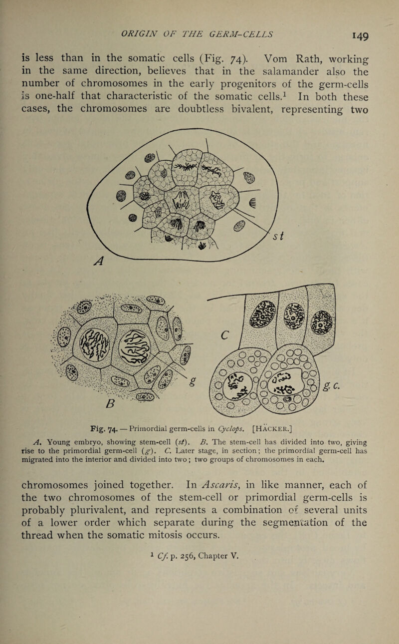 is less than in the somatic cells (Fig. 74). Vom Rath, working in the same direction, believes that in the salamander also the number of chromosomes in the early progenitors of the germ-cells is one-half that characteristic of the somatic cells.1 In both these cases, the chromosomes are doubtless bivalent, representing two Fig. 74. — Primordial germ-cells in Cyclops. [Hacker.] A. Young embryo, showing stem-cell (.tf). B. The stem-cell has divided into two, giving rise to the primordial germ-cell (g). C. Later stage, in section; the primordial germ-cell has migrated into the interior and divided into two; two groups of chromosomes in each. chromosomes joined together. In Ascaris, in like manner, each of the two chromosomes of the stem-cell or primordial germ-cells is probably plurivalent, and represents a combination of several units of a lower order which separate during the segmentation of the thread when the somatic mitosis occurs. 1 Cf. p. 256, Chapter V.