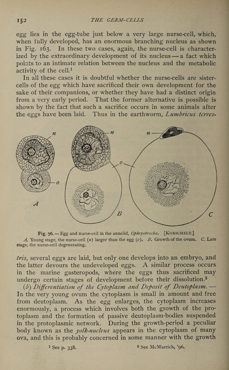 egg lies in the egg-tube just below a very large nurse-cell, which, when fully developed, has an enormous branching nucleus as shown in Fig. 163. In these two cases, again, the nurse-cell is character¬ ized by the extraordinary development of its nucleus — a fact which points to an intimate relation between the nucleus and the metabolic activity of the cell.1 In all these cases it is doubtful whether the nurse-cells are sister- cells of the egg which have sacrificed their own development for the sake of their companions, or whether they have had a distinct origin from a very early period. That the former alternative is possible is shown by the fact that such a sacrifice occurs in some animals after the eggs have been laid. Thus in the earthworm, Lumbricus terres- A Fig. 76. — Egg and nurse-cell in the annelid, Ophryotrocha. [KORSCHELT.] A. Young stage, the nurse-cell (n) larger than the egg (<?). B. Growth of the ovum. C. Late stage, the nurse-cell degenerating. tris, several eggs are laid, but only one develops into an embryo, and the latter devours the undeveloped eggs. A similar process occurs in the marine gasteropods, where the eggs thus sacrificed may undergo certain stages of development before their dissolution.2 (b) Differentiation of the Cytoplasm and Deposit of Deutoplasm. — In the very young ovum the cytoplasm is small in amount and free from deutoplasm. As the egg enlarges, the cytoplasm increases enormously, a process which involves both the growth of the pro¬ toplasm and the formation of passive deutoplasm-bodies suspended in the protoplasmic network. During the growth-period a peculiar body known as the yolk-nucleus appears in the cytoplasm of many ova, and this is probably concerned in some manner with the growth 1 See p. 338. 2 See McMurrich, ’96.