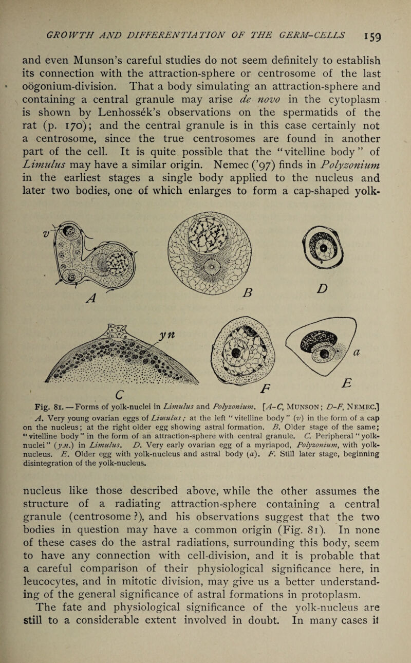 and even Munson’s careful studies do not seem definitely to establish its connection with the attraction-sphere or centrosome of the last oogonium-division. That a body simulating an attraction-sphere and containing a central granule may arise de novo in the cytoplasm is shown by Lenhossek’s observations on the spermatids of the rat (p. 170); and the central granule is in this case certainly not a centrosome, since the true centrosomes are found in another part of the cell. It is quite possible that the “vitelline body” of Limulus may have a similar origin. Nemec (’97) finds in Polyzonium in the earliest stages a single body applied to the nucleus and later two bodies, one of which enlarges to form a cap-shaped yolk- Fig. 81. — Forms of yolk-nuclei in Limulus and Polyzonium. [A-C, MUNSON; D-F, Nemec.} A. Very young ovarian eggs of Limulus ; at the left “vitelline body” (v) in the form of a cap on the nucleus; at the right older egg showing astral formation. B. Older stage of the same; “vitelline body” in the form of an attraction-sphere with central granule. C. Peripheral “yolk- nuclei” (y.n.) in Limulus. D. Very early ovarian egg of a myriapod, Polyzonium, with yolk- nucleus. E. Older egg with yolk-nucleus and astral body (a). F. Still later stage, beginning disintegration of the yolk-nucleus. nucleus like those described above, while the other assumes the structure of a radiating attraction-sphere containing a central granule (centrosome ?), and his observations suggest that the two bodies in question may have a common origin (Fig. 81). In none of these cases do the astral radiations, surrounding this body, seem to have any connection with cell-division, and it is probable that a careful comparison of their physiological significance here, in leucocytes, and in mitotic division, may give us a better understand¬ ing of the general significance of astral formations in protoplasm. The fate and physiological significance of the yolk-nucleus are still to a considerable extent involved in doubt. In many cases il