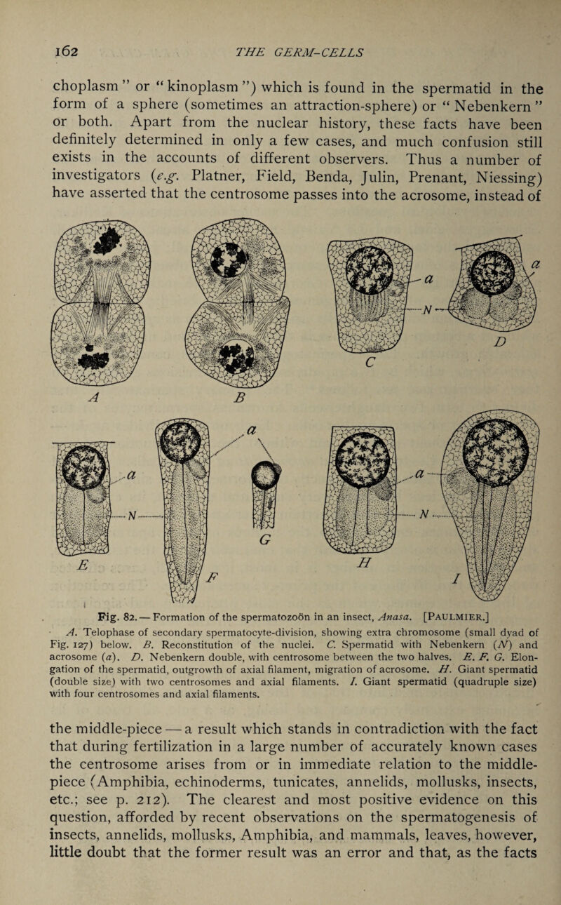 choplasm ” or “ kinoplasm ”) which is found in the spermatid in the form of a sphere (sometimes an attraction-sphere) or “Nebenkern” or both. Apart from the nuclear history, these facts have been definitely determined in only a few cases, and much confusion still exists in the accounts of different observers. Thus a number of investigators (e.g. Platner, Field, Benda, Julin, Prenant, Niessing) have asserted that the centrosome passes into the acrosome, instead of Fig. 82. — Formation of the spermatozoon in an insect, Anasa. [PAULMIER.] A. Telophase of secondary spermatocyte-division, showing extra chromosome (small dyad of Fig. 127) below. B. Reconstitution of the nuclei. C. Spermatid with Nebenkern (iV) and acrosome (a). D. Nebenkern double, with centrosome between the two halves. E. F. G. Elon¬ gation of the spermatid, outgrowth of axial filament, migration of acrosome. H. Giant spermatid (double size) with two centrosomes and axial filaments. /. Giant spermatid (quadruple size) with four centrosomes and axial filaments. the middle-piece — a result which stands in contradiction with the fact that during fertilization in a large number of accurately known cases the centrosome arises from or in immediate relation to the middle- piece (Amphibia, echinoderms, tunicates, annelids, mollusks, insects, etc.; see p. 212). The clearest and most positive evidence on this question, afforded by recent observations on the spermatogenesis of insects, annelids, mollusks, Amphibia, and mammals, leaves, however, little doubt that the former result was an error and that, as the facts