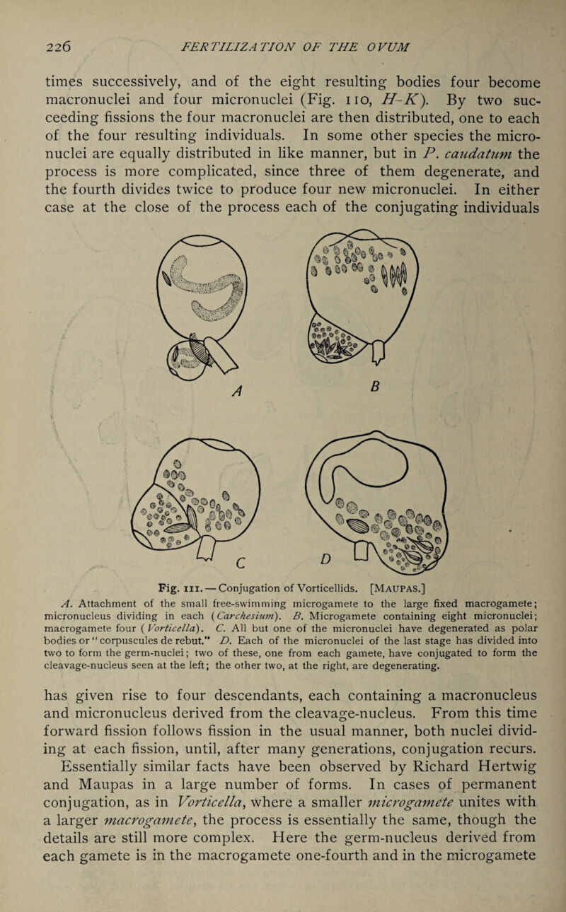 times successively, and of the eight resulting bodies four become macronuclei and four micronuclei (Fig. no, H-K). By two suc¬ ceeding fissions the four macronuclei are then distributed, one to each of the four resulting individuals. In some other species the micro¬ nuclei are equally distributed in like manner, but in P. caudatum the process is more complicated, since three of them degenerate, and the fourth divides twice to produce four new micronuclei. In either case at the close of the process each of the conjugating individuals Fig. in. — Conjugation of Vorticellids. [Maupas.] A. Attachment of the small free-swimming microgamete to the large fixed macrogamete; micronucleus dividing in each (Carchesium). B. Microgamete containing eight micronuclei; macrogamete four (Vorticella). C. All but one of the micronuclei have degenerated as polar bodies or “ corpuscules de rebut.” D. Each of the micronuclei of the last stage has divided into two to form the germ-nuclei; two of these, one from each gamete, have conjugated to form the cleavage-nucleus seen at the left; the other two, at the right, are degenerating. has given rise to four descendants, each containing a macronucleus and micronucleus derived from the cleavage-nucleus. From this time forward fission follows fission in the usual manner, both nuclei divid¬ ing at each fission, until, after many generations, conjugation recurs. Essentially similar facts have been observed by Richard Hertwig and Maupas in a large number of forms. In cases of permanent conjugation, as in Vorticella, where a smaller microgamete unites with a larger macrogamete, the process is essentially the same, though the details are still more complex. Here the germ-nucleus derived from each gamete is in the macrogamete one-fourth and in the microgamete