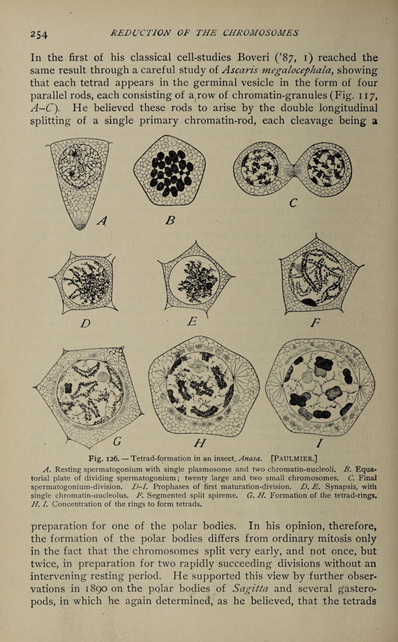 In the first of his classical cell-studies Boveri (’87, 1) reached the same result through a careful study of Ascaris megalocephala, showing that each tetrad appears in the germinal vesicle in the form of four parallel rods, each consisting of a row of chromatin-granules (Fig. 117, A—C). He believed these rods to arise by the double longitudinal splitting of a single primary chromatin-rod, each cleavage being a B // / Fig. 126. — Tetrad-formation in an insect, Anasa. [PAULMIER.] A. Resting spermatogonium with single plasmosome and two chromatin-nucleoli. B. Equa¬ torial plate of dividing spermatogonium; twenty large and two small chromosomes. C. Final spermatogonium-division. D-I. Prophases of first maturation-division. D. E. Synapsis, with single chromatin-nucleolus. F. Segmented split spireme. G. H. Formation of the tetrad-rings. H. /. Concentration of the rings to form tetrads. preparation for one of the polar bodies. In his opinion, therefore, the formation of the polar bodies differs from ordinary mitosis only in the fact that the chromosomes split very early, and not once, but twice, in preparation for two rapidly succeeding divisions without an intervening resting period. He supported this view by further obser¬ vations in 1890 on the polar bodies of Sagitta and several gastero- pods, in which he again determined, as he believed, that the tetrads