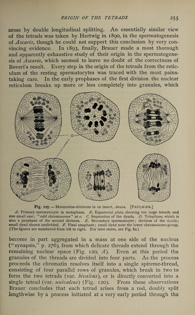 f arose by double longitudinal splitting. An essentially similar view of the tetrads was taken by Hertwig in 1890, in the spermatogenesis of Ascaris, though he could not support this conclusion by very con¬ vincing evidence. In 1893, finally, Brauer made a most thorough and apparently exhaustive study of their origin in the spermatogene¬ sis of Ascaris, which seemed to leave no doubt of the correctness of Boveri’s result. Every step in the origin of the tetrads from the retic¬ ulum of the resting spermatocytes was traced with the most pains¬ taking care. In the early prophases of the first division the nuclear reticulum breaks up more or less completely into granules, which Fig. 127. — Maturation-divisions in an insect, Artasa. [PAULMIER.] A. Primary spermatocyte in metaphase. B. Equatorial plate, showing ten large tetrads and one small one; “odd chromosome” at o. C. Separation of the dyads. D. Telophase, which is also a prophase of the second division. E. Secondary spermatocyte; division of the dyads; small dyad shown undivided. F. Final anaphase; small dyad near the lower chromosome-group. (The figures are numbered from left to right. For later states, see Fig. 82.) become in part aggregated in a mass at one side of the nucleus (“synapsis,” p. 276), from which delicate threads extend through the remaining nuclear space (Fig. 120, A). Even at this period the granules of the threads are divided into four parts. As the process proceeds the chromatin resolves itself into a single spireme-thread, consisting of four parallel rows of granules, which break in two to form the two tetrads (var. bivalens), or is directly converted into a single tetrad (var. univalens) (Fig. 120). From these observations Brauer concludes that each tetrad arises from a rod, doubly split lengthwise by a process initiated at a very early period through the