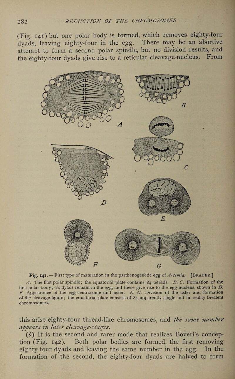 (Fig. 141) but one polar body is formed, which removes eighty-four dyads, leaving eighty-four in the egg. There may be an abortive attempt to form a second polar spindle, but no division results, and the eighty-four dyads give rise to a reticular cleavage-nucleus. From Fig. 141. — First type of maturation in the parthenogen'etic egg of Artemia. [Brauer.] A. The first polar spindle; the equatorial plate contains 84 tetrads. B. C. Formation of the first polar body; 84 dyads remain in the egg, and these give rise to the egg-nucleus, shown in D. F. Appearance of the egg-centrosome and aster. E. G. Division of the aster and formation of the cleavage-figure; the equatorial plate consists of 84 apparently single but in reality bivalent chromosomes. this arise eighty-four thread-like chromosomes, and the same number appears in later cleavage-stages. (b) It is the second and rarer mode that realizes Boveri’s concep¬ tion (Fig. 142). Both polar bodies are formed, the first removing eighty-four dyads and leaving the same number in the egg. In the formation of the second, the eighty-four dyads are halved to form