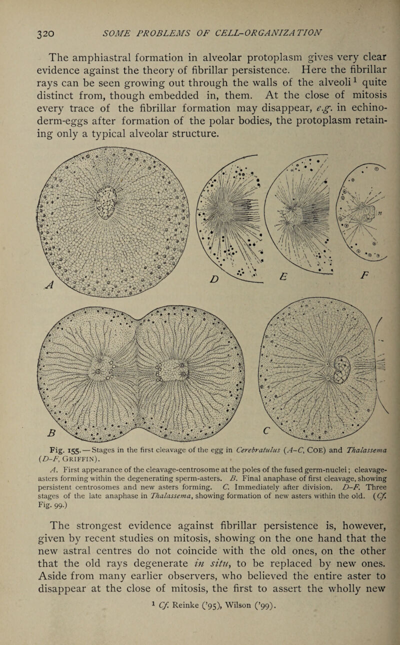 The amphiastral formation in alveolar protoplasm gives very clear evidence against the theory of fibrillar persistence. Here the fibrillar rays can be seen growing out through the walls of the alveoli1 quite distinct from, though embedded in, them. At the close of mitosis every trace of the fibrillar formation may disappear, eg. in echino- derm-eggs after formation of the polar bodies, the protoplasm retain¬ ing only a typical alveolar structure. Fig. 155. — Stages in the first cleavage of the egg in Cerebratulus (A-C, Coe) and Thalassema (D-F, Griffin). A. First appearance of the cleavage-centrosome at the poles of the fused germ-nuclei; cleavage- asters forming within the degenerating sperm-asters. B. Final anaphase of first cleavage, showing persistent centrosomes and new asters forming. C. Immediately after division. D-F. Three stages of the late anaphase in Thalassema, showing formation of new asters within the old. (Cf. Fig. 99.) The strongest evidence against fibrillar persistence is, however, given by recent studies on mitosis, showing on the one hand that the new astral centres do not coincide with the old ones, on the other that the old rays degenerate in situ, to be replaced by new ones. Aside from many earlier observers, who believed the entire aster to disappear at the close of mitosis, the first to assert the wholly new 1 Cf. Reinke (’95), Wilson (’99).