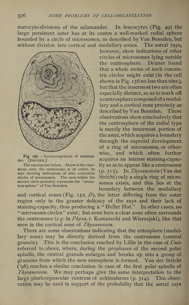 matocyte-divisions of the salamander. In leucocytes (Fig. 49) the large persistent aster has at its centre a well-marked radial sphere bounded by a circle of microsomes, as described by Van Beneden, but medullary zones. The astral rays, however, show indications of other circles of microsomes lying outside the centrosphere. Driiner found that a whole series of such concen¬ tric circles might exist (in the cell shown in Fig. 156 no less than nine), but that the innermost two are often especially distinct, so as to mark off a centrosphere composed of a medul¬ lary and a cortical zone precisely as described by Van Beneden. These observations show conclusively that the centrosphere of the radial type is merely the innermost portion of the aster, which acquires a boundary through the especial development of a ring of microsomes, or other¬ wise, and which often further acquires an intense staining-capac- ity so as to appear like a centrosome (p. 313). In TJiysanozoon (Van der Stricht) only a single ring of micro¬ somes exists, and this lies at the boundary between the medullary and cortical zones (Fig. 152, D), the latter differing from the outer region only in the greater delicacy of the rays and their lack of staining-capacity, thus producing a “ Heller Hof.” In other cases, no “ microsome-circles” exist; but even here a clear zone often surrounds the centrosome (eg. in Physa, t. Kostanecki and Wierzejski), like that seen in the cortical zone of Thysanozoon. There are some observations indicating that the entosphere (medul¬ lary zone) may be directly derived from the centrosome (central granule). This is the conclusion reached by Lillie in the case of Unio referred to above, where, during the prophases of the second polar spindle, the central granule enlarges and breaks up into a group of granules from which the new entosphere is formed. Van der Stricht (’98) reaches a similar conclusion in case of the first polar spindle of Thysanozoon. We may perhaps give the same interpretation to the large pluricorpuscular centrum of echinoderms (p. 314). This obser¬ vation may be used in support of the probability that the astral rays without division into cortical and Fig. 156. — Spermatogonium of salaman¬ der. [Druner.] The nucleus lies below. Above is the enor¬ mous aster, the centrosome at its centre, its rays showing indications of nine concentric circles of microsomes. The area within the second circle probably represents the “ attrac¬ tion-sphere ” of Van Beneden.