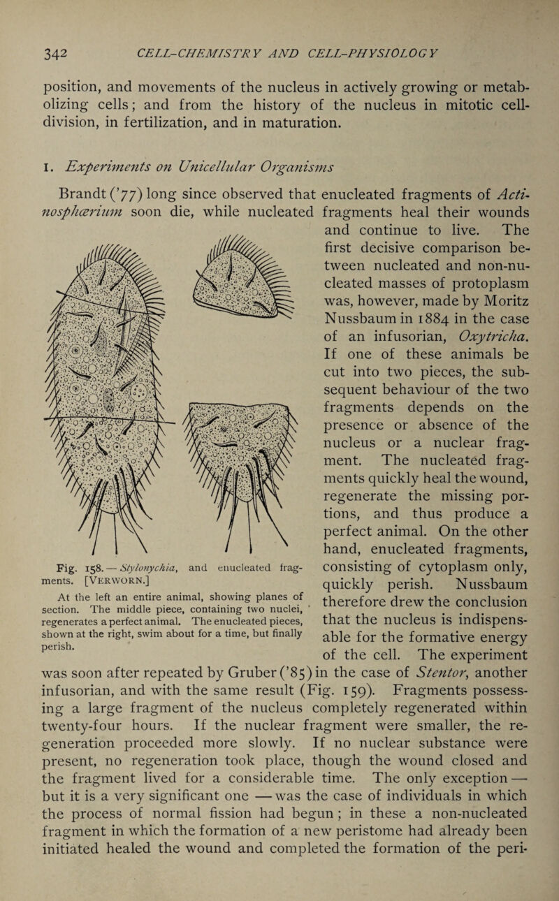 position, and movements of the nucleus in actively growing or metab¬ olizing cells; and from the history of the nucleus in mitotic cell- division, in fertilization, and in maturation. I. Experiments on Unicellular Organisms Brandt (’77) long since observed that enucleated fragments of Acti- no splicer mm soon die, while nucleated fragments heal their wounds and continue to live. The first decisive comparison be¬ tween nucleated and non-nu- cleated masses of protoplasm was, however, made by Moritz Nussbaumin 1884 in the case of an infusorian, Oxytricha. If one of these animals be cut into two pieces, the sub¬ sequent behaviour of the two fragments depends on the presence or absence of the nucleus or a nuclear frag¬ ment. The nucleated frag¬ ments quickly heal the wound, regenerate the missing por¬ tions, and thus produce a perfect animal. On the other hand, enucleated fragments, consisting of cytoplasm only, quickly perish. Nussbaum therefore drew the conclusion that the nucleus is indispens¬ able for the formative energy of the cell. The experiment was soon after repeated by Gruber (’85) in the case of Stentor, another infusorian, and with the same result (Fig. 159). Fragments possess¬ ing a large fragment of the nucleus completely regenerated within twenty-four hours. If the nuclear fragment were smaller, the re¬ generation proceeded more slowly. If no nuclear substance were present, no regeneration took place, though the wound closed and the fragment lived for a considerable time. The only exception — but it is a very significant one — was the case of individuals in which the process of normal fission had begun ; in these a non-nucleated fragment in which the formation of a new peristome had already been initiated healed the wound and completed the formation of the peri- Fig. 158. — Stylonychia, and enucleated frag¬ ments. [Verworn.] At the left an entire animal, showing planes of section. The middle piece, containing two nuclei, regenerates a perfect animal. The enucleated pieces, shown at the right, swim about for a time, but finally perish.