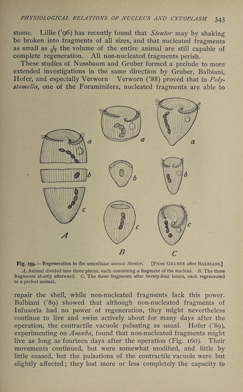 stome. Lillie (’96) has recently found that S ten tor may by shaking be broken into fragments of all sizes, and that nucleated fragments as small as the volume of the entire animal are still capable of complete regeneration. All non-nucleated fragments perish. These studies of Nussbaum and Gruber formed a prelude to more extended investigations in the same direction by Gruber, Balbiani, Hofer, and especially Verworn Verworn (’88) proved that in Poly- stomella, one of the Foraminifera, nucleated fragments are able to Fig. 159. — Regeneration In the unicellular animal Stentor. [From Gruber after Balbiani.] A. Animal divided into three pieces, each containing a fragment of the nucleus. B. The three fragments shortly afterward. C. The three fragments after twenty-four hours, each regenerated to a perfect animal. repair the shell, while non-nucleated fragments lack this power. Balbiani (’89) showed that although non-nucleated fragments of Infusoria had no power of regeneration, they might nevertheless continue to live and swim actively about for many days after the operation, the contractile vacuole pulsating as usual. Hofer (’89), experimenting on Amoeba, found that non-nucleated fragments might live as long as fourteen days after the operation (Fig. 160). Their movements continued, but were somewhat modified, and little by little ceased, but the pulsations of the contractile vacuole were but slightly affected; they lost more or less completely the capacity to