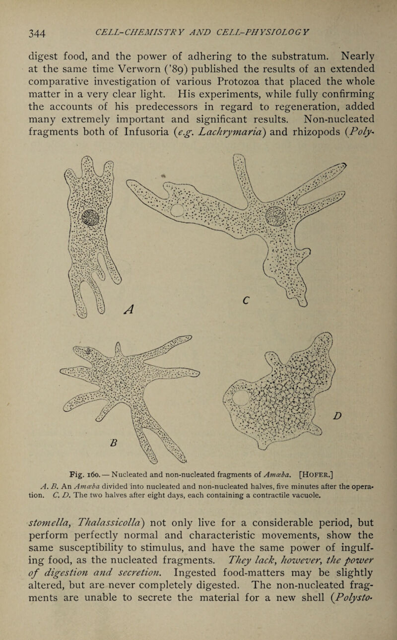 digest food, and the power of adhering to the substratum. Nearly at the same time Verworn (’89) published the results of an extended comparative investigation of various Protozoa that placed the whole matter in a very clear light. His experiments, while fully confirming the accounts of his predecessors in regard to regeneration, added many extremely important and significant results. Non-nucleated fragments both of Infusoria (eg. Lachrymaria) and rhizopods (Poly- Fig. 160. — Nucleated and non-nucleated fragments of Amceba. [Hofer.] A. B. An Amceba divided into nucleated and non-nucleated halves, five minutes after the opera¬ tion. C. D. The two halves after eight days, each containing a contractile vacuole. stomella, Thalassicolla) not only live for a considerable period, but perform perfectly normal and characteristic movements, show the same susceptibility to stimulus, and have the same power of ingulf¬ ing food, as the nucleated fragments. They lack, however, the power of digestion and secretion. Ingested food-matters may be slightly altered, but are never completely digested. The non-nucleated frag¬ ments are unable to secrete the material for a new shell (.Polysto-