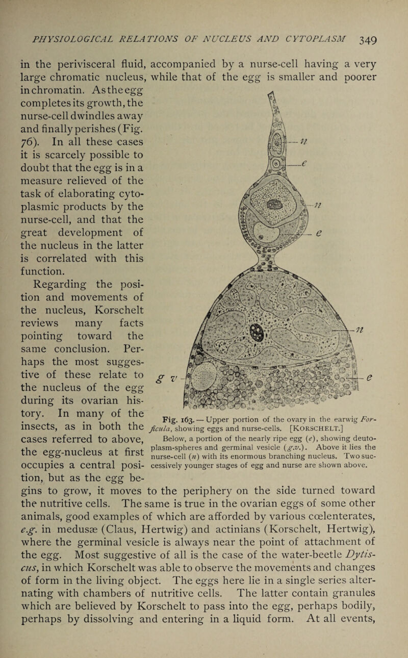 in the perivisceral fluid, accompanied by a nurse-cell having a very large chromatic nucleus, while that of the egg is smaller and poorer in chromatin. As the egg completes its growth, the nurse-cell dwindles away and finally perishes (Fig. 76). In all these cases it is scarcely possible to doubt that the egg is in a measure relieved of the task of elaborating cyto¬ plasmic products by the nurse-cell, and that the great development of the nucleus in the latter is correlated with this function. Regarding the posi¬ tion and movements of the nucleus, Korschelt reviews many facts pointing toward the same conclusion. Per¬ haps the most sugges¬ tive of these relate to the nucleus of the egg during its ovarian his¬ tory. In many of the r , . _ . J .4 Fig. 163.— Upper portion of the ovary in the earwig ror- insects, as in both the ficula, showing eggs and nurse-cells. [KORSCHELT.] cases referred to above, Below, a portion of the nearly ripe egg (<?), showing deuto- thp pcro-.mirlpne qt fircf- plasm-spheres and germinal vesicle (g.v.). Above it lies the L c Cj^g-iiuLicus cil nisi nurse-cell («) with its enormous branching nucleus. Twosuc- occupies a central posi- cessively younger stages of egg and nurse are shown above. tion, but as the egg be¬ gins to grow, it moves to the periphery on the side turned toward the nutritive cells. The same is true in the ovarian eggs of some other animals, good examples of which are afforded by various coelenterates, eg. in medusae (Claus, Hertwig) and actinians (Korschelt, Hertwig), where the germinal vesicle is always near the point of attachment of the egg. Most suggestive of all is the case of the water-beetle Dytis- cus, in which Korschelt was able to observe the movements and changes of form in the living object. The eggs here lie in a single series alter¬ nating with chambers of nutritive cells. The latter contain granules which are believed by Korschelt to pass into the egg, perhaps bodily, perhaps by dissolving and entering in a liquid form. At all events,