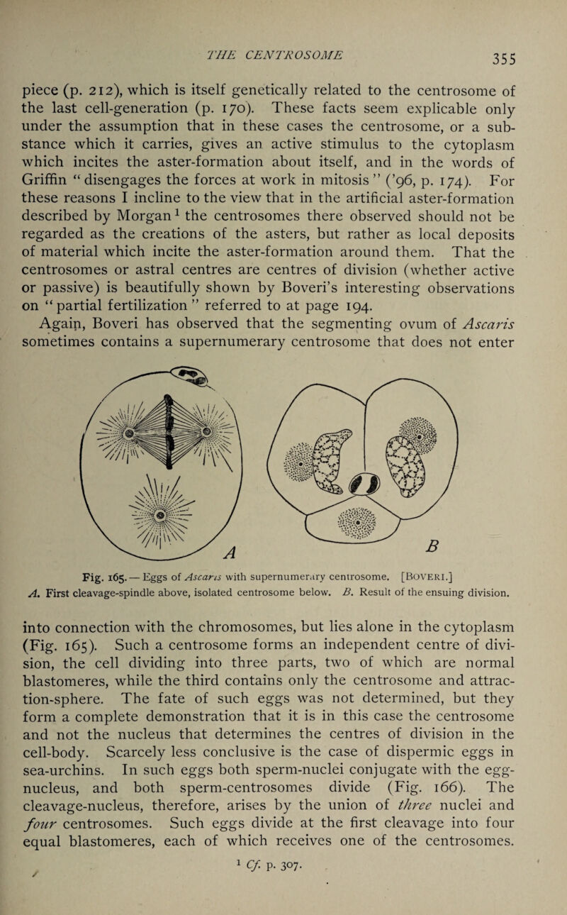 piece (p. 212), which is itself genetically related to the centrosome of the last cell-generation (p. 170). These facts seem explicable only under the assumption that in these cases the centrosome, or a sub¬ stance which it carries, gives an. active stimulus to the cytoplasm which incites the aster-formation about itself, and in the words of Griffin “ disengages the forces at work in mitosis ” (’96, p. 174). For these reasons I incline to the view that in the artificial aster-formation described by Morgan1 the centrosomes there observed should not be regarded as the creations of the asters, but rather as local deposits of material which incite the aster-formation around them. That the centrosomes or astral centres are centres of division (whether active or passive) is beautifully shown by Boveri’s interesting observations on “partial fertilization ” referred to at page 194. Again, Boveri has observed that the segmenting ovum of Ascaris sometimes contains a supernumerary centrosome that does not enter Fig. 165. — Eggs of Ascaris with supernumerary centrosome. [Boveri.] A. First cleavage-spindle above, isolated centrosome below. B. Result of the ensuing division. into connection with the chromosomes, but lies alone in the cytoplasm (Fig. 165). Such a centrosome forms an independent centre of divi¬ sion, the cell dividing into three parts, two of which are normal blastomeres, while the third contains only the centrosome and attrac¬ tion-sphere. The fate of such eggs was not determined, but they form a complete demonstration that it is in this case the centrosome and not the nucleus that determines the centres of division in the cell-body. Scarcely less conclusive is the case of dispermic eggs in sea-urchins. In such eggs both sperm-nuclei conjugate with the egg- nucleus, and both sperm-centrosomes divide (Fig. 166). The cleavage-nucleus, therefore, arises by the union of three nuclei and four centrosomes. Such eggs divide at the first cleavage into four equal blastomeres, each of which receives one of the centrosomes. 1 Cf p. 307. /