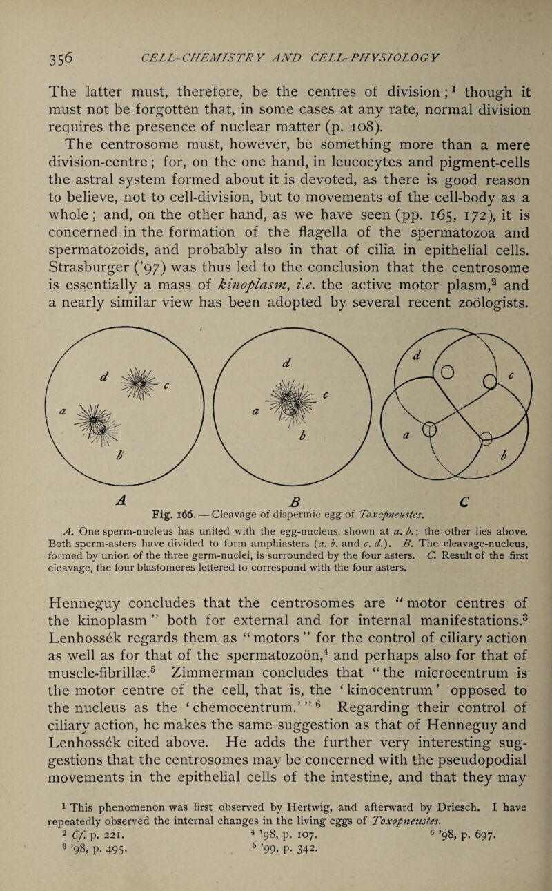 The latter must, therefore, be the centres of division ;3 though it must not be forgotten that, in some cases at any rate, normal division requires the presence of nuclear matter (p. 108). The centrosome must, however, be something more than a mere division-centre; for, on the one hand, in leucocytes and pigment-cells the astral system formed about it is devoted, as there is good reason to believe, not to cell-division, but to movements of the cell-body as a whole; and, on the other hand, as we have seen (pp. 165, 172), it is concerned in the formation of the flagella of the spermatozoa and spermatozoids, and probably also in that of cilia in epithelial cells. Strasburger (’97) was thus led to the conclusion that the centrosome is essentially a mass of kinoplasm, i.e. the active motor plasm,1 2 and a nearly similar view has been adopted by several recent zoologists. Fig. 166. — Cleavage of dispermic egg of Toxopneustes. A. One sperm-nucleus has united with the egg-nucleus, shown at a. b.; the other lies above. Both sperm-asters have divided to form amphiasters {a. b. and c. d.). B. The cleavage-nucleus, formed by union of the three germ-nuclei, is surrounded by the four asters. C. Result of the first cleavage, the four blastomeres lettered to correspond with the four asters. Henneguy concludes that the centrosomes are “ motor centres of the kinoplasm ” both for external and for internal manifestations.3 Lenhossek regards them as “motors” for the control of ciliary action as well as for that of the spermatozoon,4 and perhaps also for that of muscle-fibrillae.5 Zimmerman concludes that “ the microcentrum is the motor centre of the cell, that is, the ‘ kinocentrum ’ opposed to the nucleus as the ‘ chemocentrum.’ ” 6 Regarding their control of ciliary action, he makes the same suggestion as that of Henneguy and Lenhossek cited above. He adds the further very interesting sug¬ gestions that the centrosomes may be concerned with the pseudopodial movements in the epithelial cells of the intestine, and that they may 1 This phenomenon was first observed by Hertwig, and afterward by Driesch. I have repeatedly observed the internal changes in the living eggs of Toxopneustes. 2 Cfp. 221. 4 ’98, p. 107. 6 ’98, p. 697. 3 ’98, p. 495. 5 ’99, p. 342.