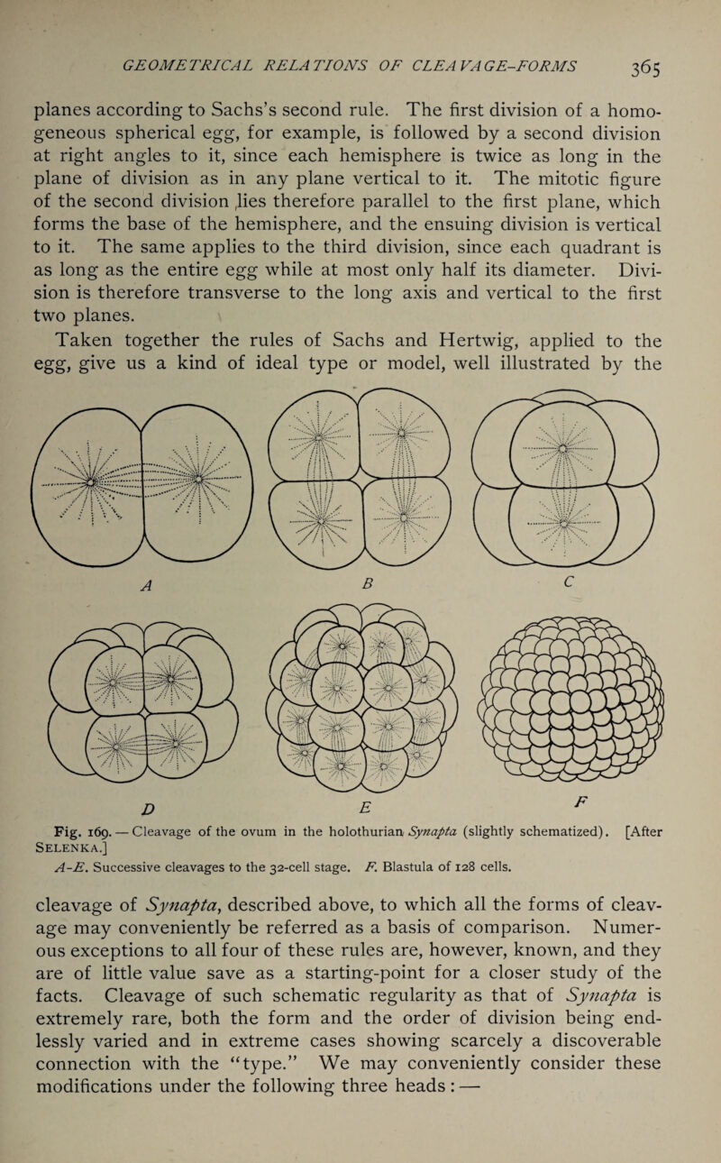 planes according to Sachs’s second rule. The first division of a homo¬ geneous spherical egg, for example, is followed by a second division at right angles to it, since each hemisphere is twice as long in the plane of division as in any plane vertical to it. The mitotic figure of the second division ,lies therefore parallel to the first plane, which forms the base of the hemisphere, and the ensuing division is vertical to it. The same applies to the third division, since each quadrant is as long as the entire egg while at most only half its diameter. Divi¬ sion is therefore transverse to the long axis and vertical to the first two planes. Taken together the rules of Sachs and Hertwig, applied to the egg, give us a kind of ideal type or model, well illustrated by the Fig. 169. — Cleavage of the ovum in the holothurian Synapta (slightly schematized). [After Selenka.] A-E. Successive cleavages to the 32-cell stage. F. Blastula of 128 cells. cleavage of Synapta, described above, to which all the forms of cleav¬ age may conveniently be referred as a basis of comparison. Numer¬ ous exceptions to all four of these rules are, however, known, and they are of little value save as a starting-point for a closer study of the facts. Cleavage of such schematic regularity as that of Synapta is extremely rare, both the form and the order of division being end¬ lessly varied and in extreme cases showing scarcely a discoverable connection with the “type.” We may conveniently consider these modifications under the following three heads: —