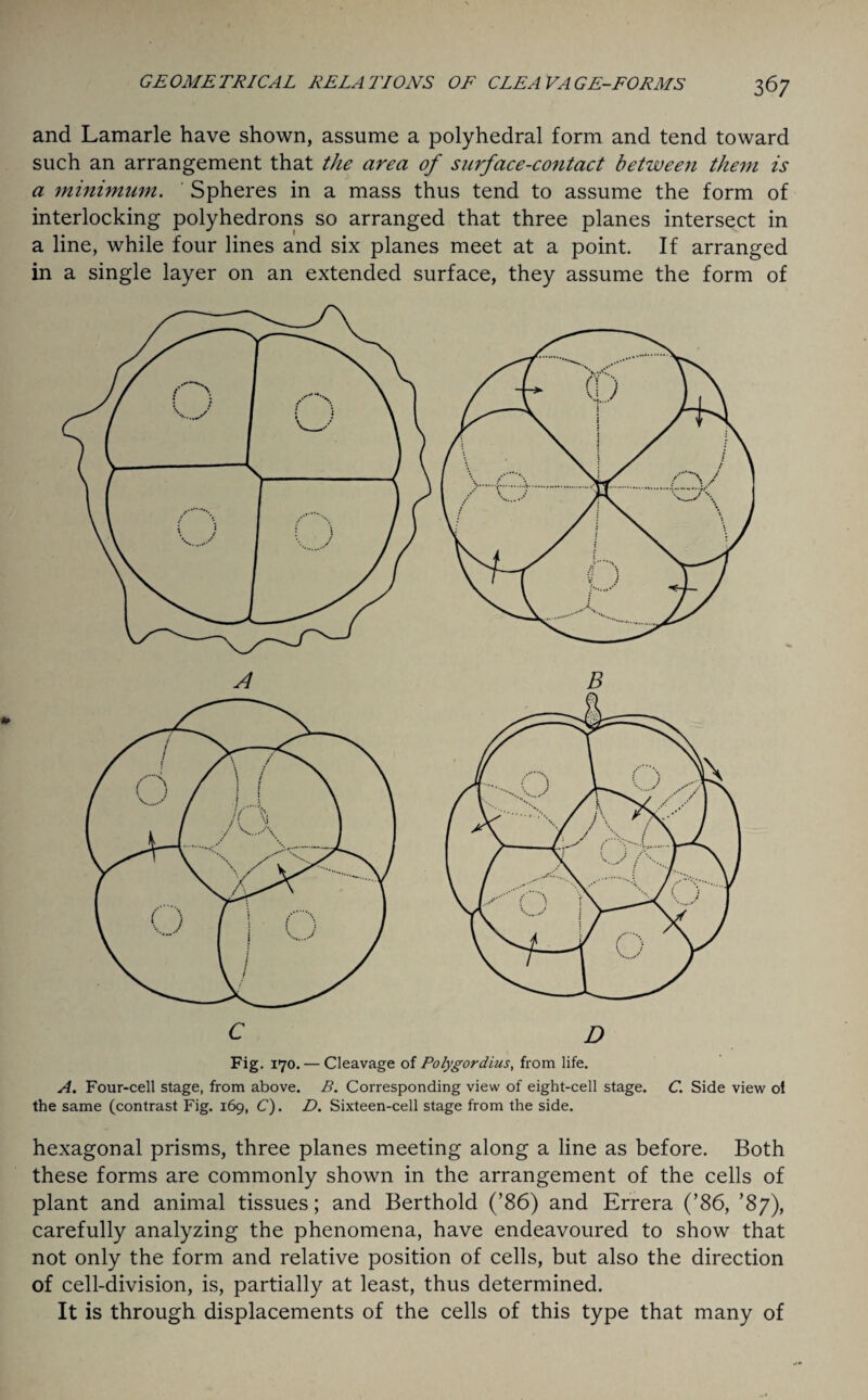 and Lamarle have shown, assume a polyhedral form and tend toward such an arrangement that the area of surface-contact between them is a minimum. Spheres in a mass thus tend to assume the form of interlocking polyhedrons so arranged that three planes intersect in a line, while four lines and six planes meet at a point. If arranged in a single layer on an extended surface, they assume the form of Fig. 170. — Cleavage of Polygordius, from life. A. Four-cell stage, from above. B. Corresponding view of eight-cell stage. C. Side view ol the same (contrast Fig. 169, C). D. Sixteen-cell stage from the side. hexagonal prisms, three planes meeting along a line as before. Both these forms are commonly shown in the arrangement of the cells of plant and animal tissues; and Berthold (’86) and Errera (’86, ’87), carefully analyzing the phenomena, have endeavoured to show that not only the form and relative position of cells, but also the direction of cell-division, is, partially at least, thus determined. It is through displacements of the cells of this type that many of