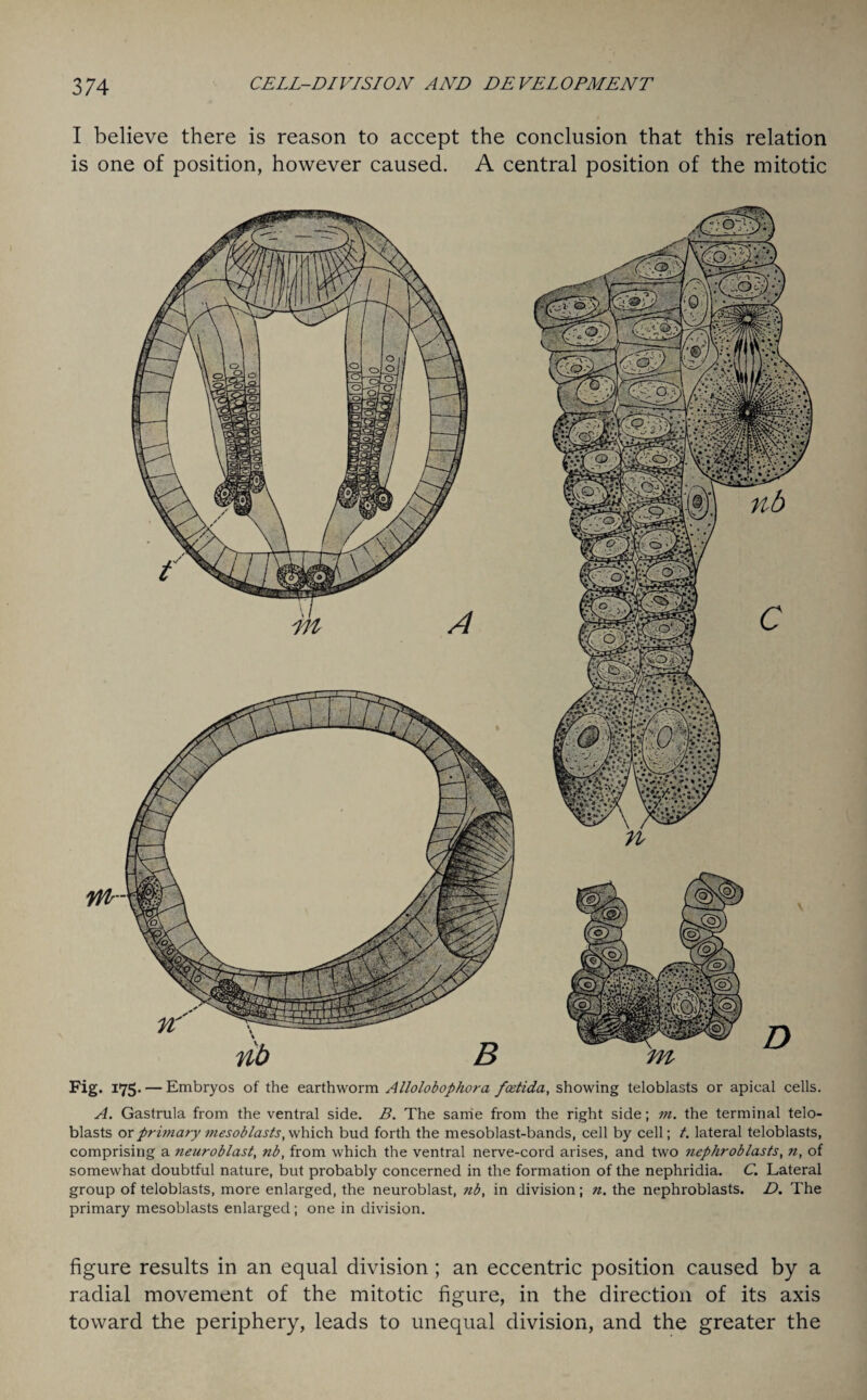 I believe there is reason to accept the conclusion that this relation is one of position, however caused. A central position of the mitotic Fig. 175- — Embryos of the earthworm Allolobophora fcetida, showing teloblasts or apical cells. A. Gastrula from the ventral side. B. The same from the right side; m. the terminal telo¬ blasts or primary mesoblasts, which bud forth the mesoblast-bands, cell by cell; t. lateral teloblasts, comprising a neuroblast, nb, from which the ventral nerve-cord arises, and two nephroblasts, n, of somewhat doubtful nature, but probably concerned in the formation of the nephridia. C. Lateral group of teloblasts, more enlarged, the neuroblast, nb, in division; n. the nephroblasts. D. The primary mesoblasts enlarged; one in division. figure results in an equal division; an eccentric position caused by a radial movement of the mitotic figure, in the direction of its axis toward the periphery, leads to unequal division, and the greater the