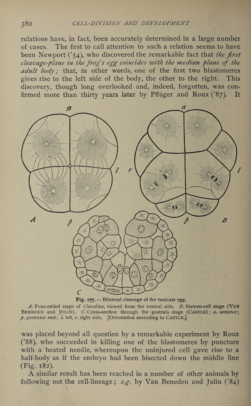 relations have, in fact, been accurately determined in a large number of cases. The first to call attention to such a relation seems to have been Newport (’54), who discovered the remarkable fact that the first cleavage-plane in the frogs egg coincides with the median plane of the adult body; that, in other words, one of the first two blastomeres gives rise to the left side of the body, the other to the right. This discovery, though long overlooked and, indeed, forgotten, was con¬ firmed more than thirty years later by Pfliiger and Roux (’87). It Fig. 177. — Bilateral cleavage of the tunicate egg. A. Four-celled stage of Clavelina, viewed from the ventral side. B. Sixteen-cell stage (VAN BENEDEN and Julin). C. Cross-section through the gastrula stage (Castle); a. anterior; p. posterior end; /. left, r. right side. [Orientation according to CASTLE.] was placed beyond all question by a remarkable experiment by Roux (’88), who succeeded in killing one of the blastomeres by puncture with a heated needle, whereupon the uninjured cell gave rise to a half-body as if the embryo had been bisected down the middle line (Fig. 182). A similar result has been reached in a number of other animals by following out the cell-lineage; eg. by Van Beneden and Julin (’84)