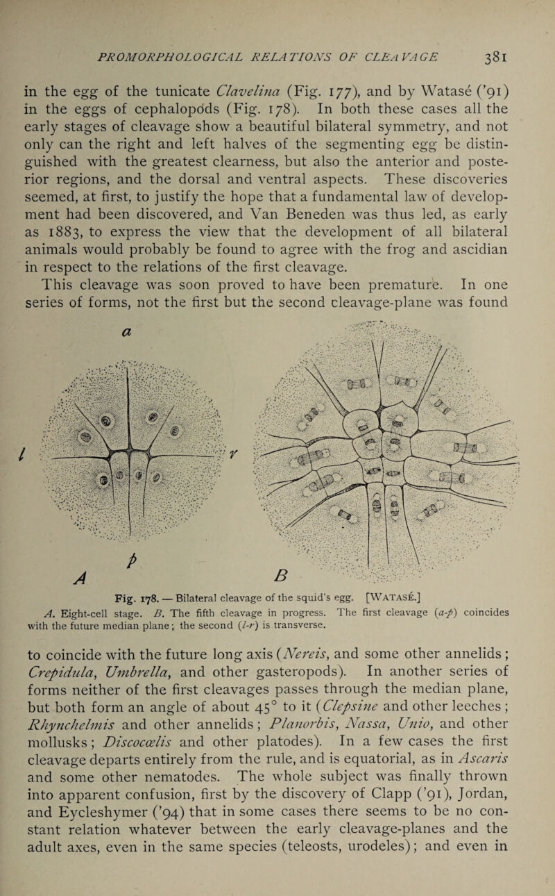 in the egg of the tunicate Clclvelina (Fig. 177), and by Watase (’91) in the eggs of cephalopdds (Fig. 178). In both these cases all the early stages of cleavage show a beautiful bilateral symmetry, and not only can the right and left halves of the segmenting egg be distin¬ guished with the greatest clearness, but also the anterior and poste¬ rior regions, and the dorsal and ventral aspects. These discoveries seemed, at first, to justify the hope that a fundamental law of develop¬ ment had been discovered, and Van Beneden was thus led, as early as 1883, to express the view that the development of all bilateral animals would probably be found to agree with the frog and ascidian in respect to the relations of the first cleavage. This cleavage was soon proved to have been premature. In one series of forms, not the first but the second cleavage-plane was found Fig. 178. — Bilateral cleavage of the squid's egg. [Watase.] A. Eight-cell stage. B. The fifth cleavage in progress. The first cleavage (a-p) coincides with the future median plane; the second (/-r) is transverse. to coincide with the future long axis (Nereis, and some other annelids ; Crepidula, Umbrella, and other gasteropods). In another series of forms neither of the first cleavages passes through the median plane, but both form an angle of about 450 to it (Clepsine and other leeches ; Rhynchelmis and other annelids; Planorbis, Nassa, Unio, and other mollusks; Discoccelis and other platodes). In a few cases the first cleavage departs entirely from the rule, and is equatorial, as in Ascaris and some other nematodes. The whole subject was finally thrown into apparent confusion, first by the discovery of Clapp (’91), Jordan, and Eycleshymer (’94) that in some cases there seems to be no con¬ stant relation whatever between the early cleavage-planes and the adult axes, even in the same species (teleosts, urodeles); and even in