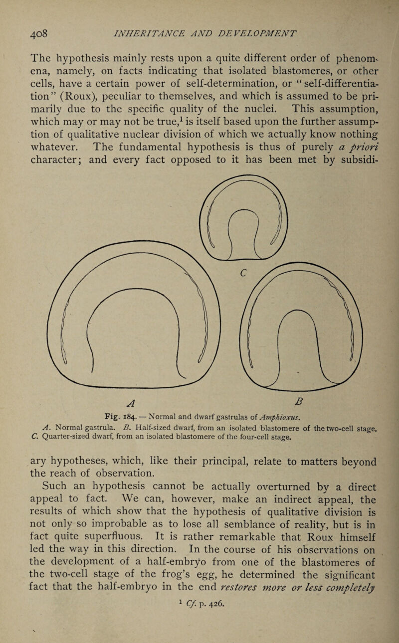 The hypothesis mainly rests upon a quite different order of phenorm ena, namely, on facts indicating that isolated blastomeres, or other cells, have a certain power of self-determination, or “ self-differentia¬ tion” (Roux), peculiar to themselves, and which is assumed to be pri¬ marily due to the specific quality of the nuclei. This assumption, which may or may not be true,1 is itself based upon the further assump¬ tion of qualitative nuclear division of which we actually know nothing whatever. The fundamental hypothesis is thus of purely a priori character; and every fact opposed to it has been met by subsidi- Fig. 184. — Normal and dwarf gastrulas of Amphioxus. A. Normal gastrula. B. Half-sized dwarf, from an isolated blastomere of the two-cell stage. C. Quarter-sized dwarf, from an isolated blastomere of the four-cell stage. ary hypotheses, which, like their principal, relate to matters beyond the reach of observation. Such an hypothesis cannot be actually overturned by a direct appeal to fact. We can, however, make an indirect appeal, the results of which show that the hypothesis of qualitative division is not only so improbable as to lose all semblance of reality, but is in fact quite superfluous. It is rather remarkable that Roux himself led the way in this direction. In the course of his observations on the development of a half-embryo from one of the blastomeres of the two-cell stage of the frog’s egg, he determined the significant fact that the half-embryo in the end restores more or less completely 1 Cf. p. 426.